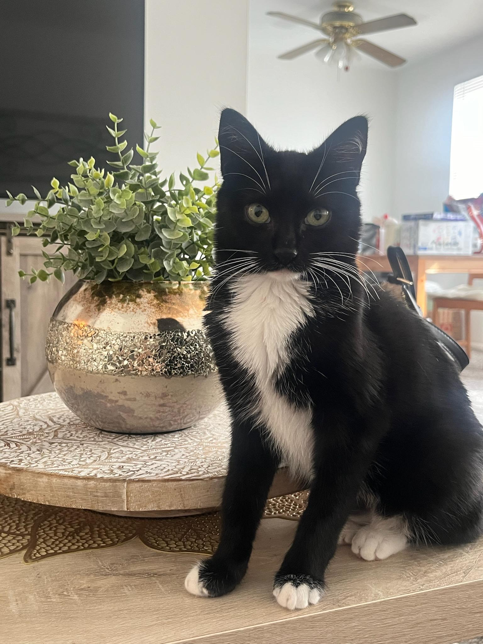 Millie
