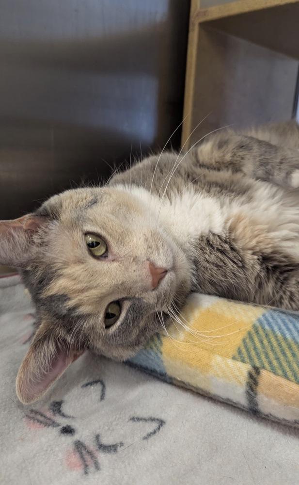 Juliet-Q, Adoptable, Adult Female Domestic Short Hair.