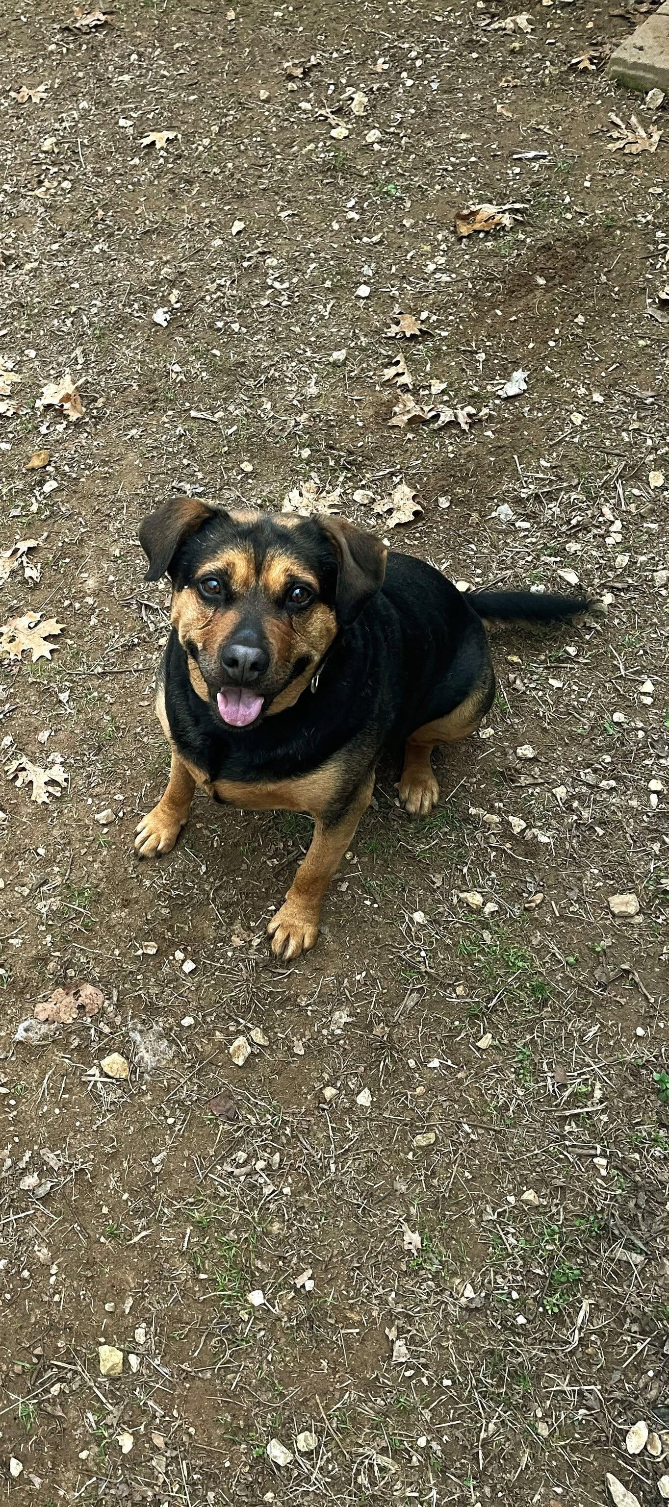 Enlarge Jack, a Adopted mixed breed in Prairie Grove, AR image 1/1