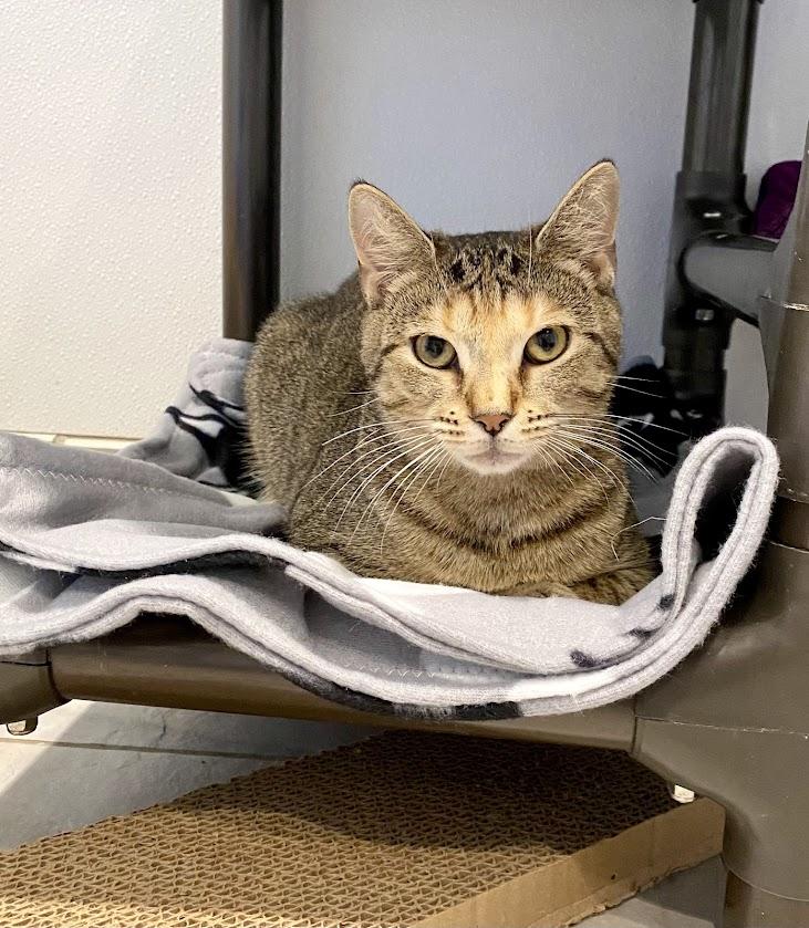 Enlarge Tilly and Lily, a Adoptable Domestic Short Hair in Lafayette, NJ image 2/6