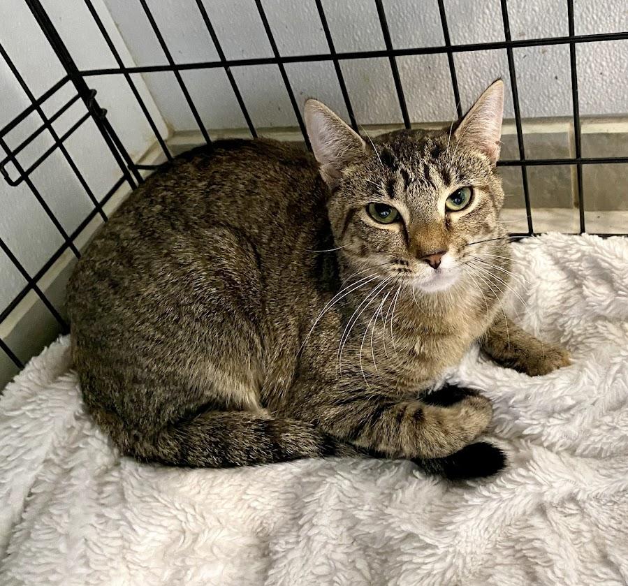 Enlarge Tilly and Lily, a Adoptable Domestic Short Hair in Lafayette, NJ image 3/6