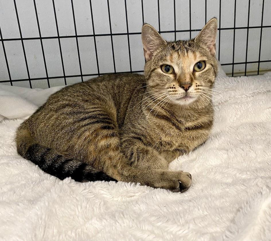 Enlarge Tilly and Lily, a Adoptable Domestic Short Hair in Lafayette, NJ image 4/6