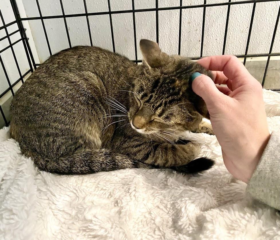 Enlarge Tilly and Lily, a Adoptable Domestic Short Hair in Lafayette, NJ image 5/6