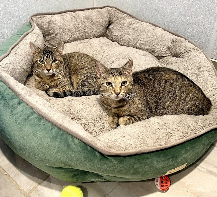 Tilly and Lily, Adoptable, Young Female Domestic Short Hair.