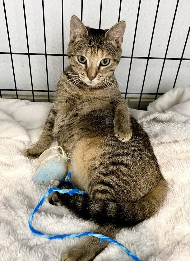 Enlarge Tilly and Lily, a Adoptable Domestic Short Hair in Lafayette, NJ image 6/6