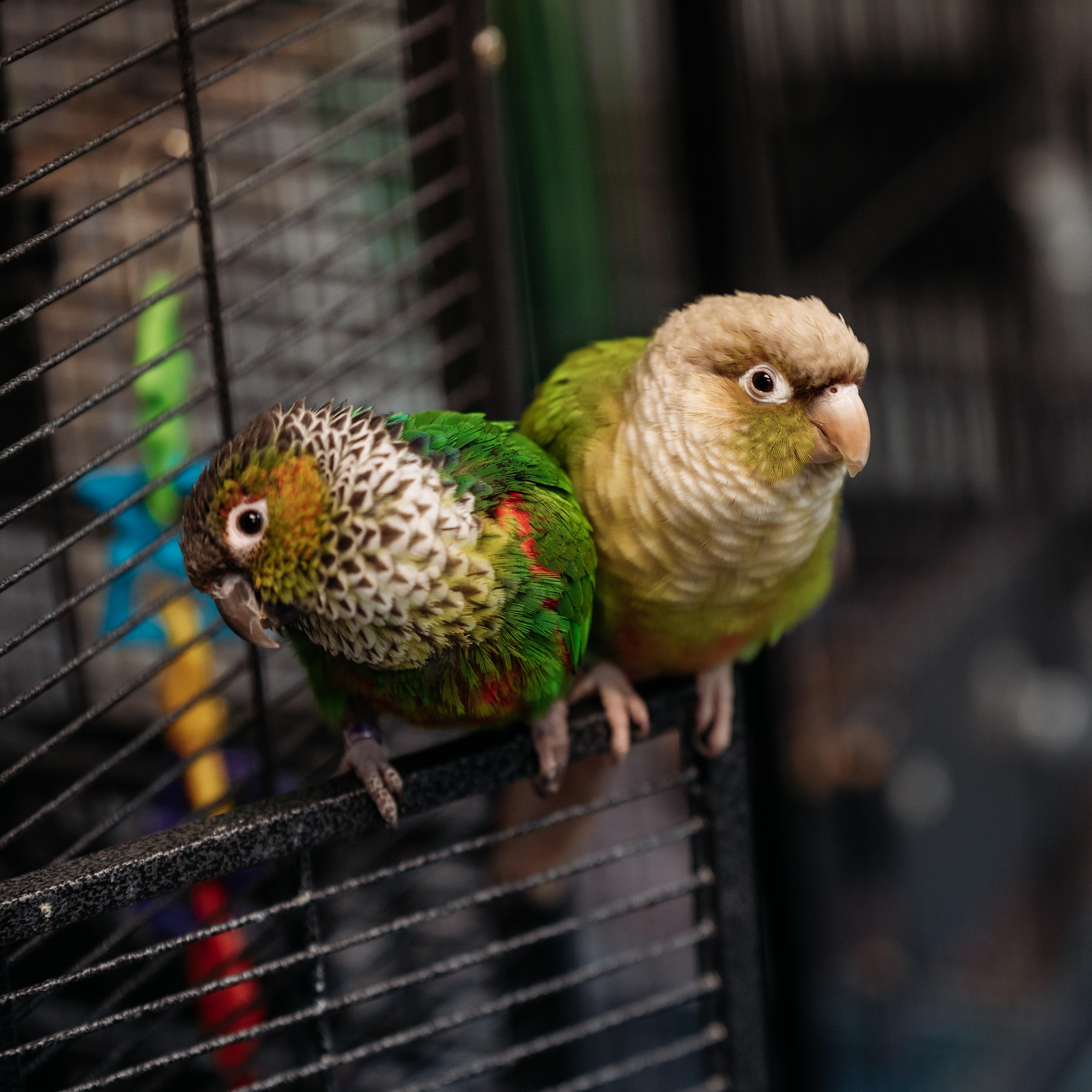 Siren & Roo Roo, Adoptable, Young Unknown Conure.