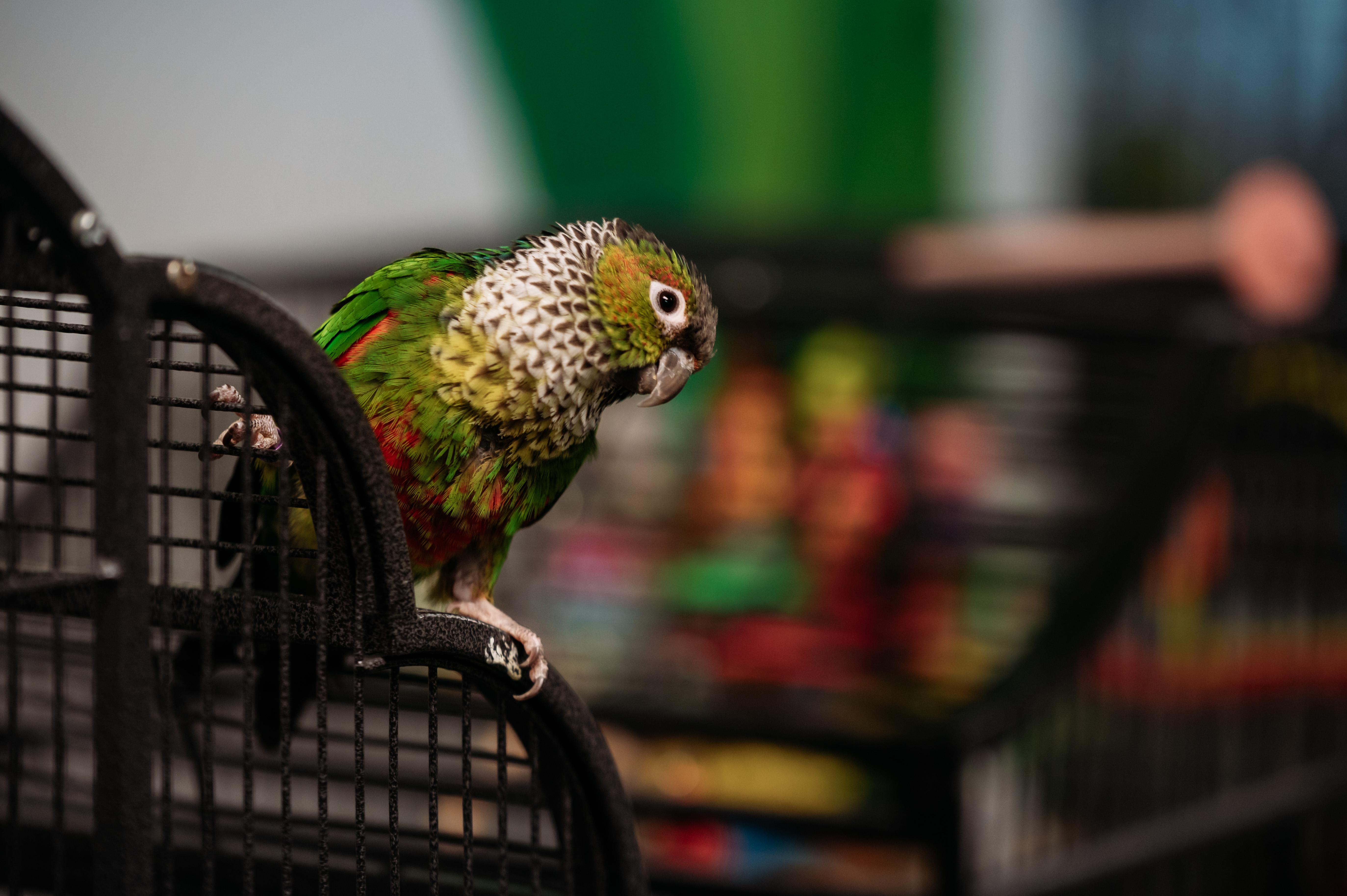 Enlarge Siren & Roo Roo, a Adoptable Conure in Punta Gorda, FL image 4/6
