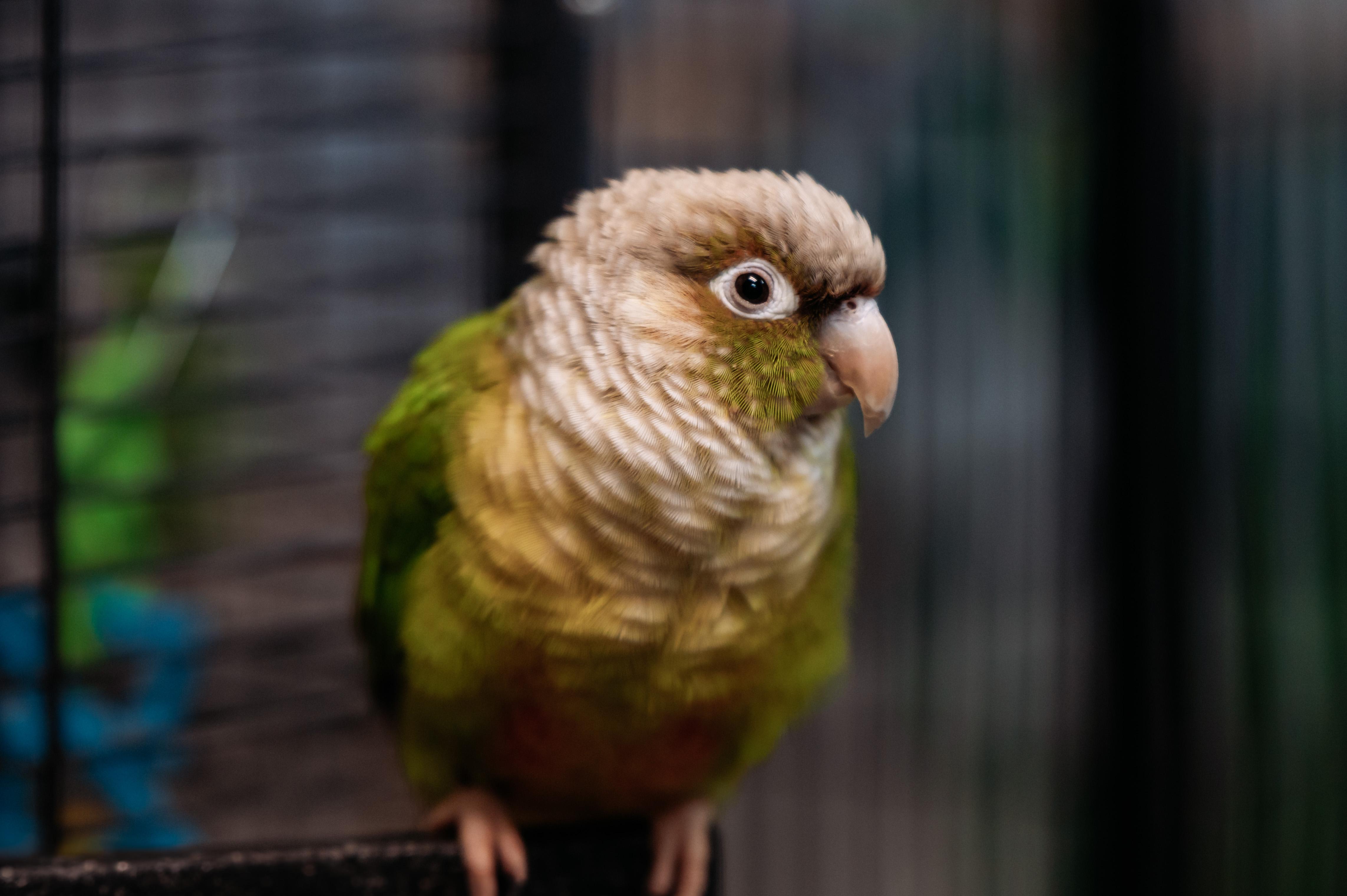 Enlarge Siren & Roo Roo, a Adoptable Conure in Punta Gorda, FL image 2/6