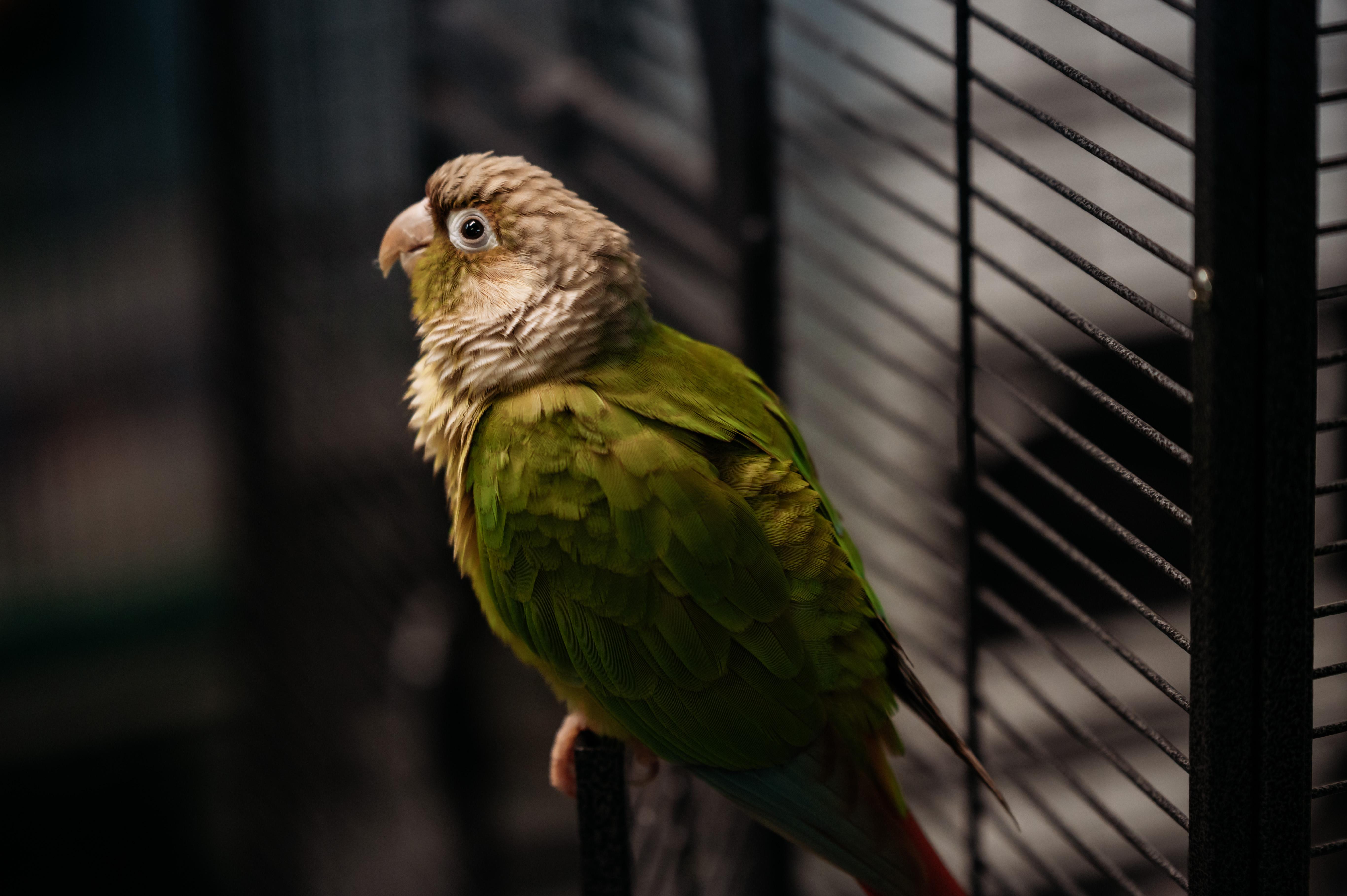 Enlarge Siren & Roo Roo, a Adoptable Conure in Punta Gorda, FL image 5/6