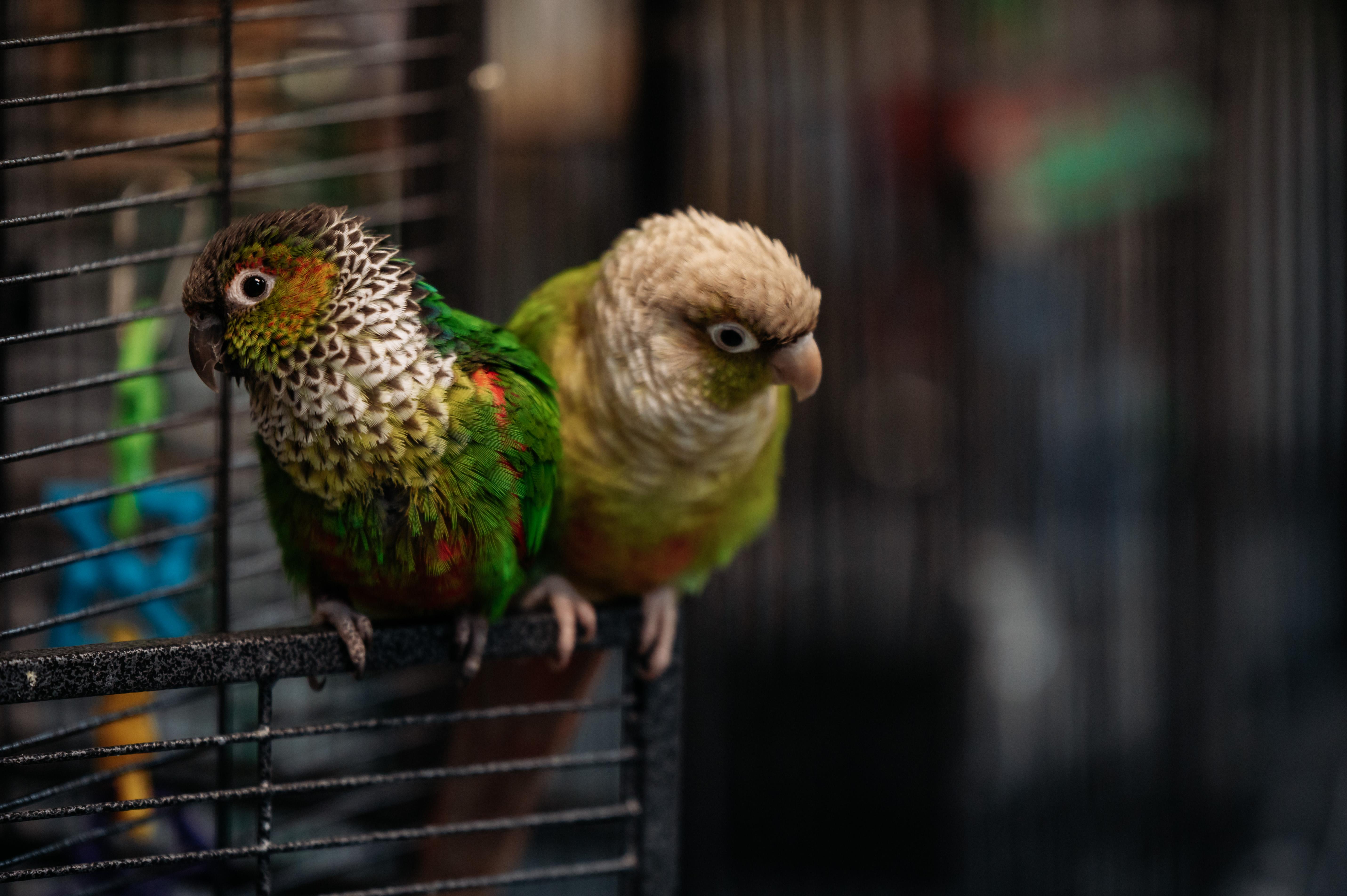 Enlarge Siren & Roo Roo, a Adoptable Conure in Punta Gorda, FL image 3/6
