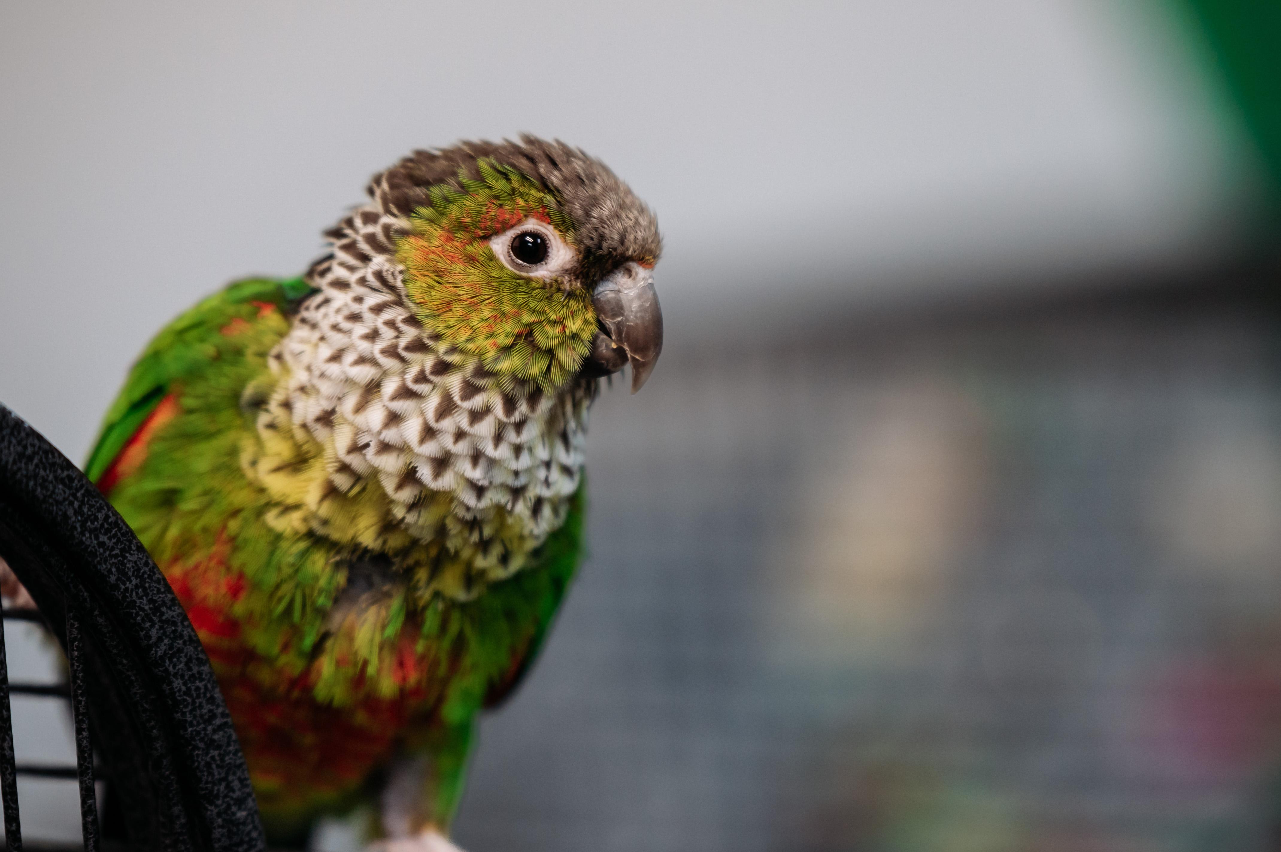 Enlarge Siren & Roo Roo, a Adoptable Conure in Punta Gorda, FL image 6/6