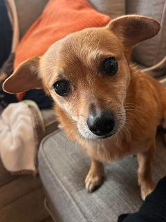 Sabrina, Adoptable, Adult Female Chihuahua & Dachshund.