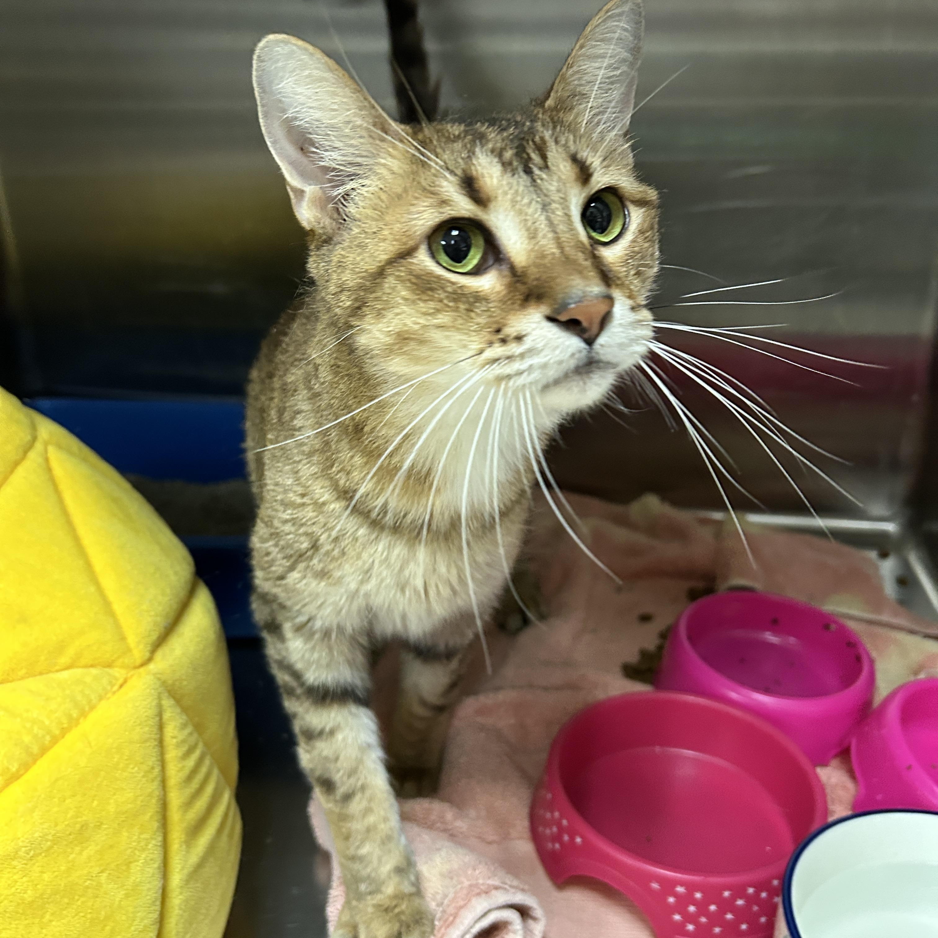 Les, a Adoptable Domestic Short Hair image 3/6