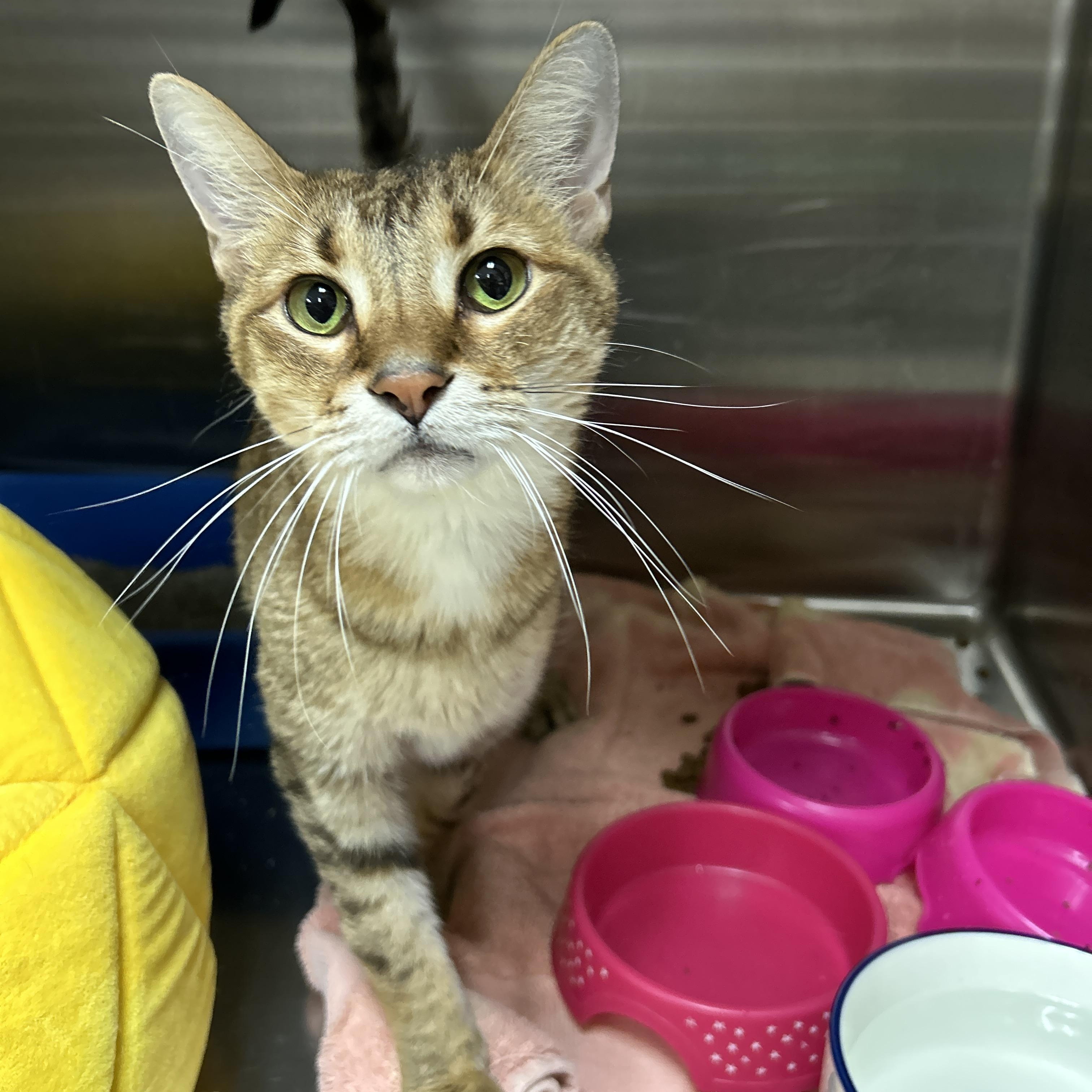 Les, a Adoptable Domestic Short Hair image 2/6