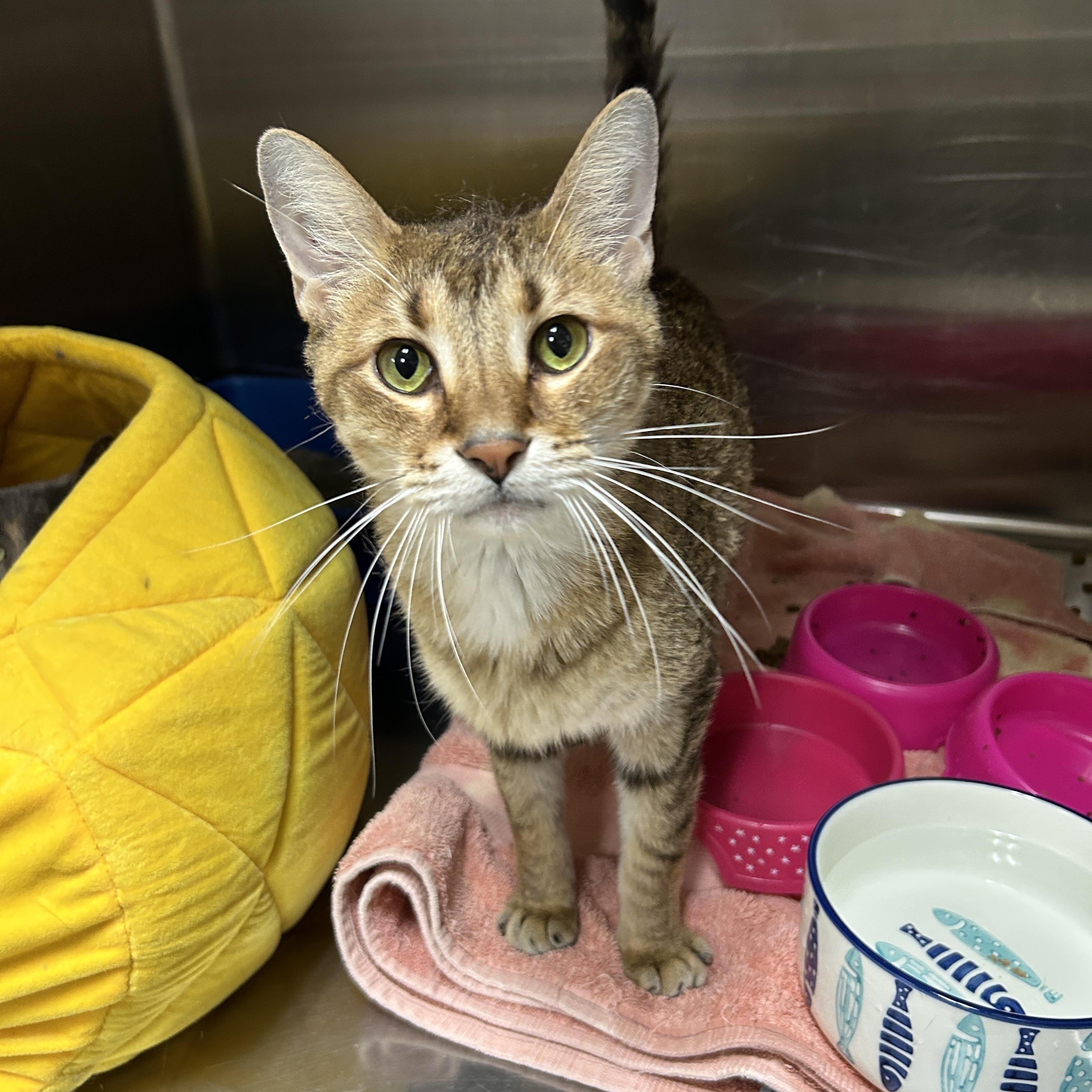 Les, a Adoptable Domestic Short Hair image 4/6