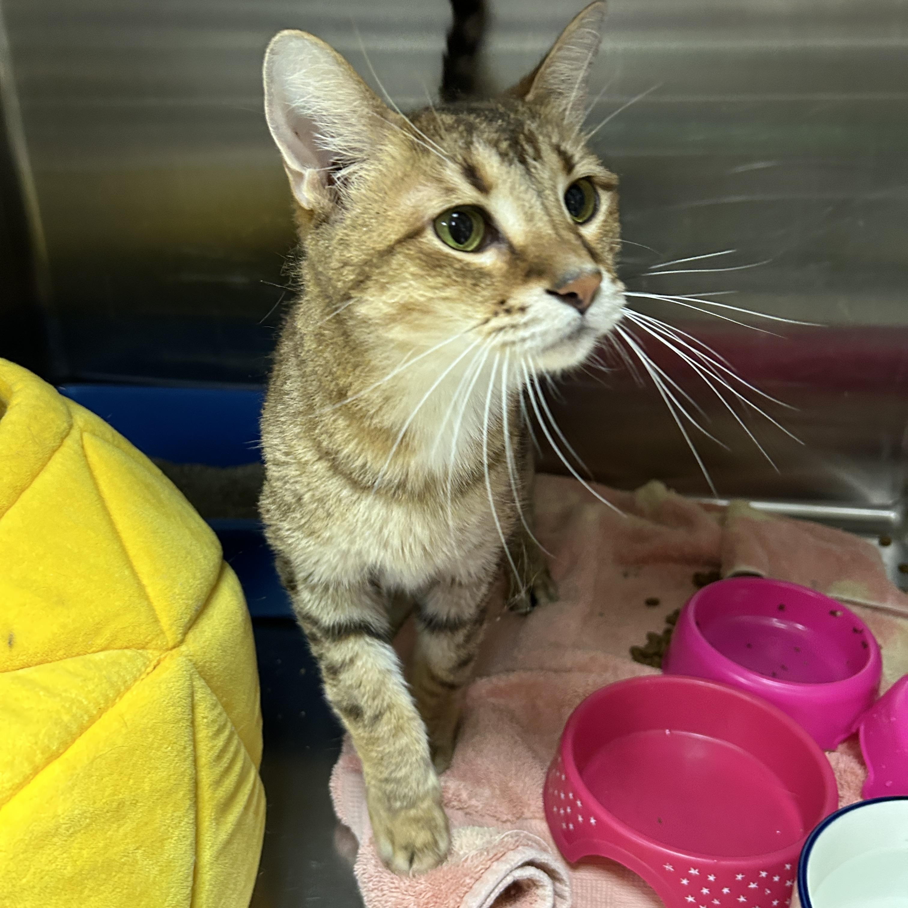 Les, a Adoptable Domestic Short Hair image 5/6