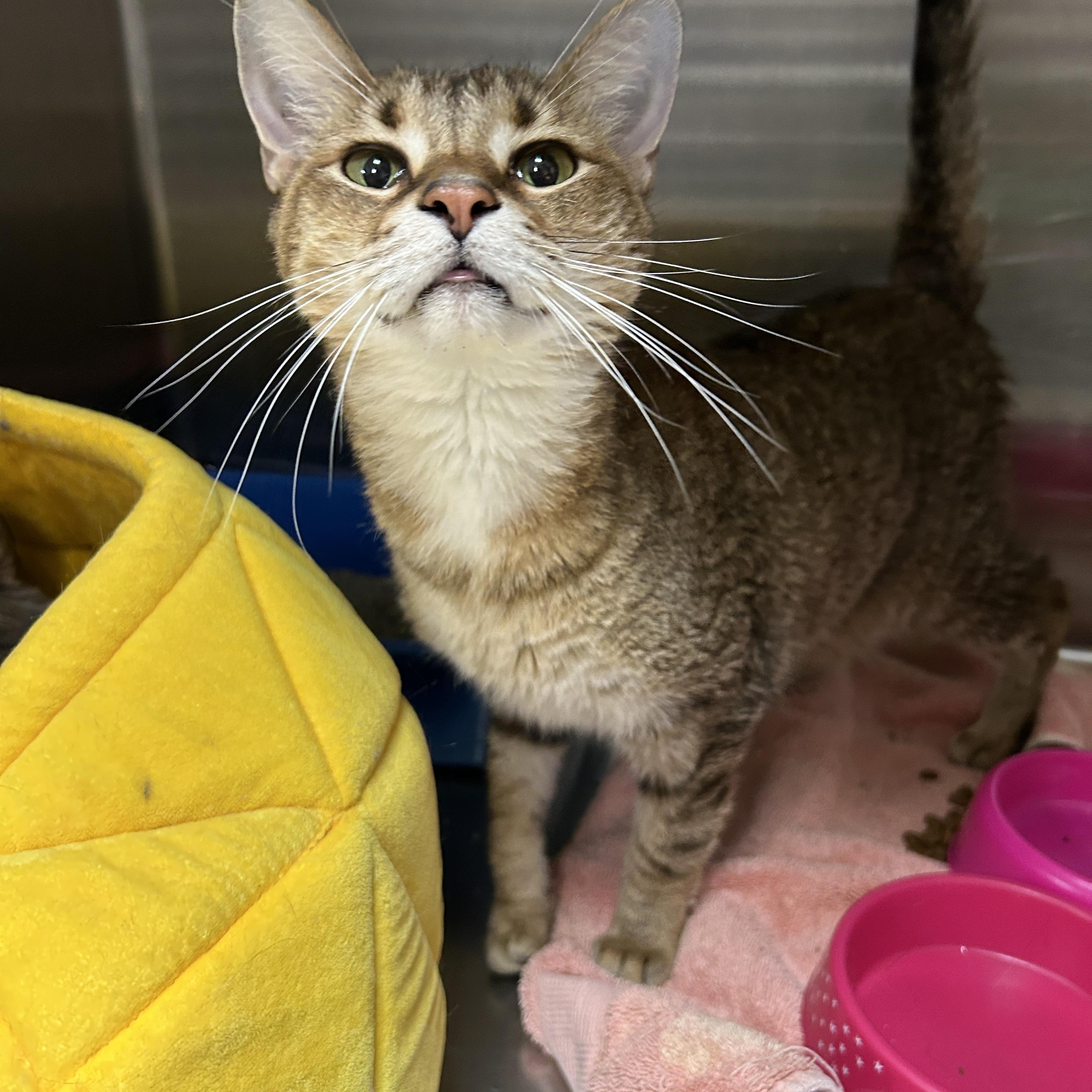 Les, a Adoptable Domestic Short Hair image 6/6