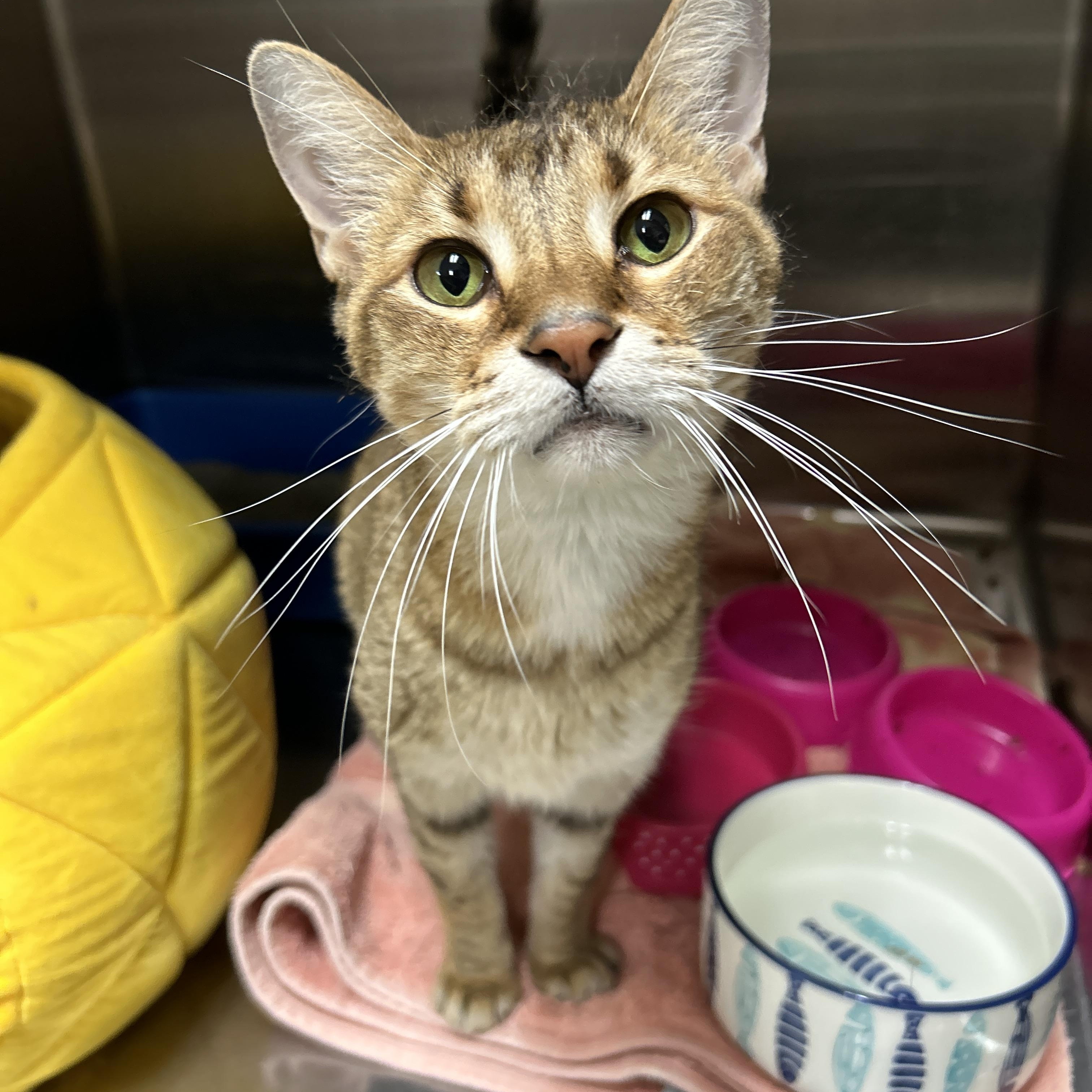 Les, a Adoptable Domestic Short Hair image 1/6