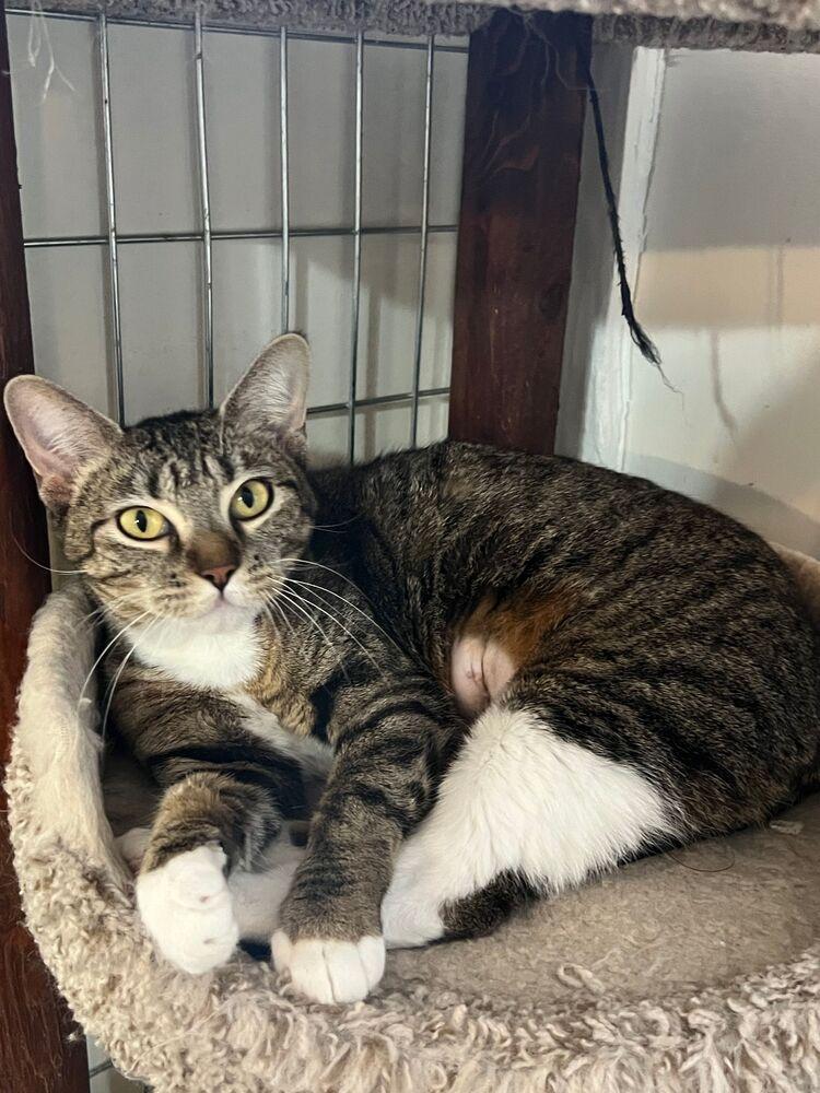 Enlarge Gazelle, a Adoptable Domestic Short Hair in McPherson, KS image 1/2