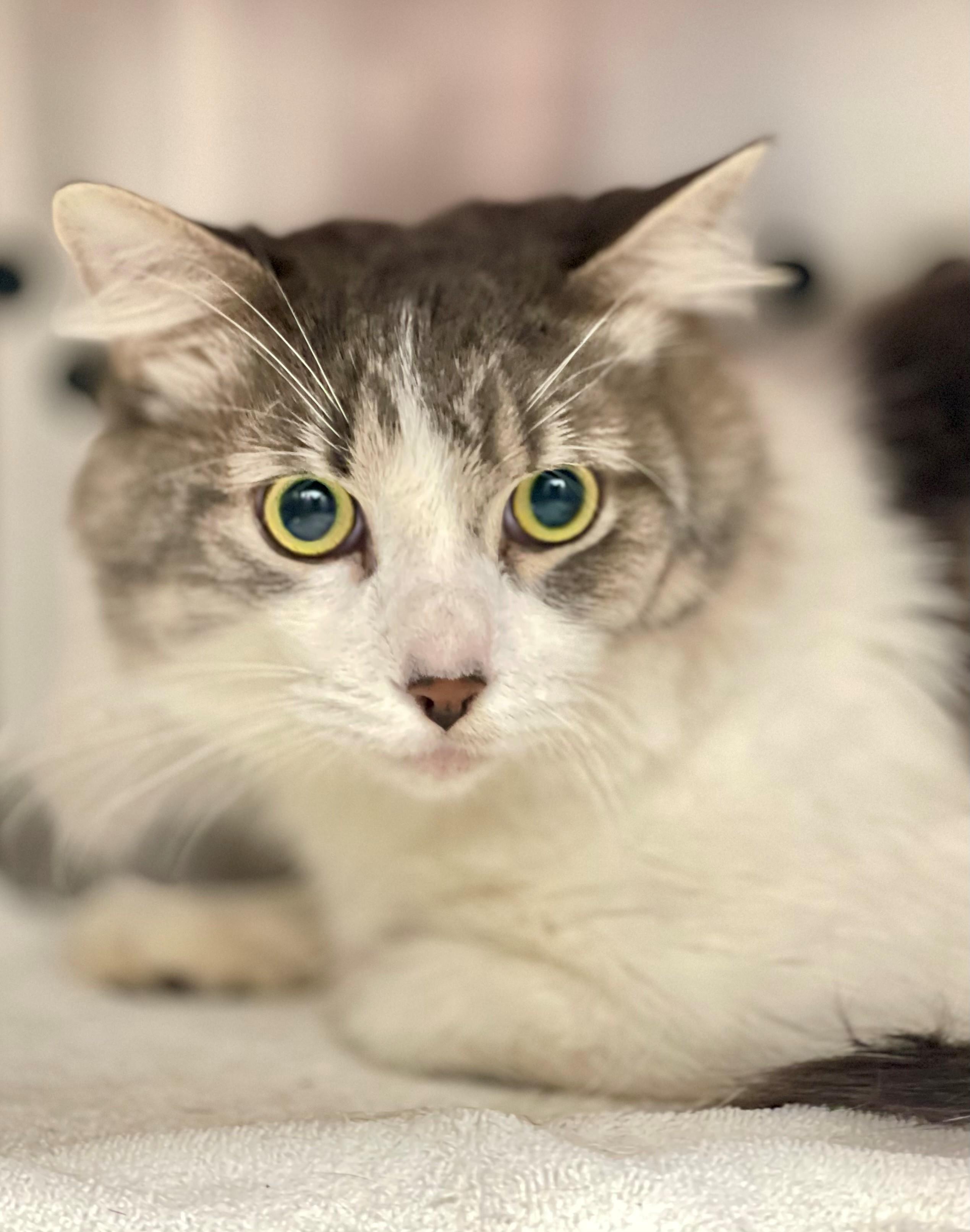 Ronan, adoptable, Adult Male Domestic Medium Hair.