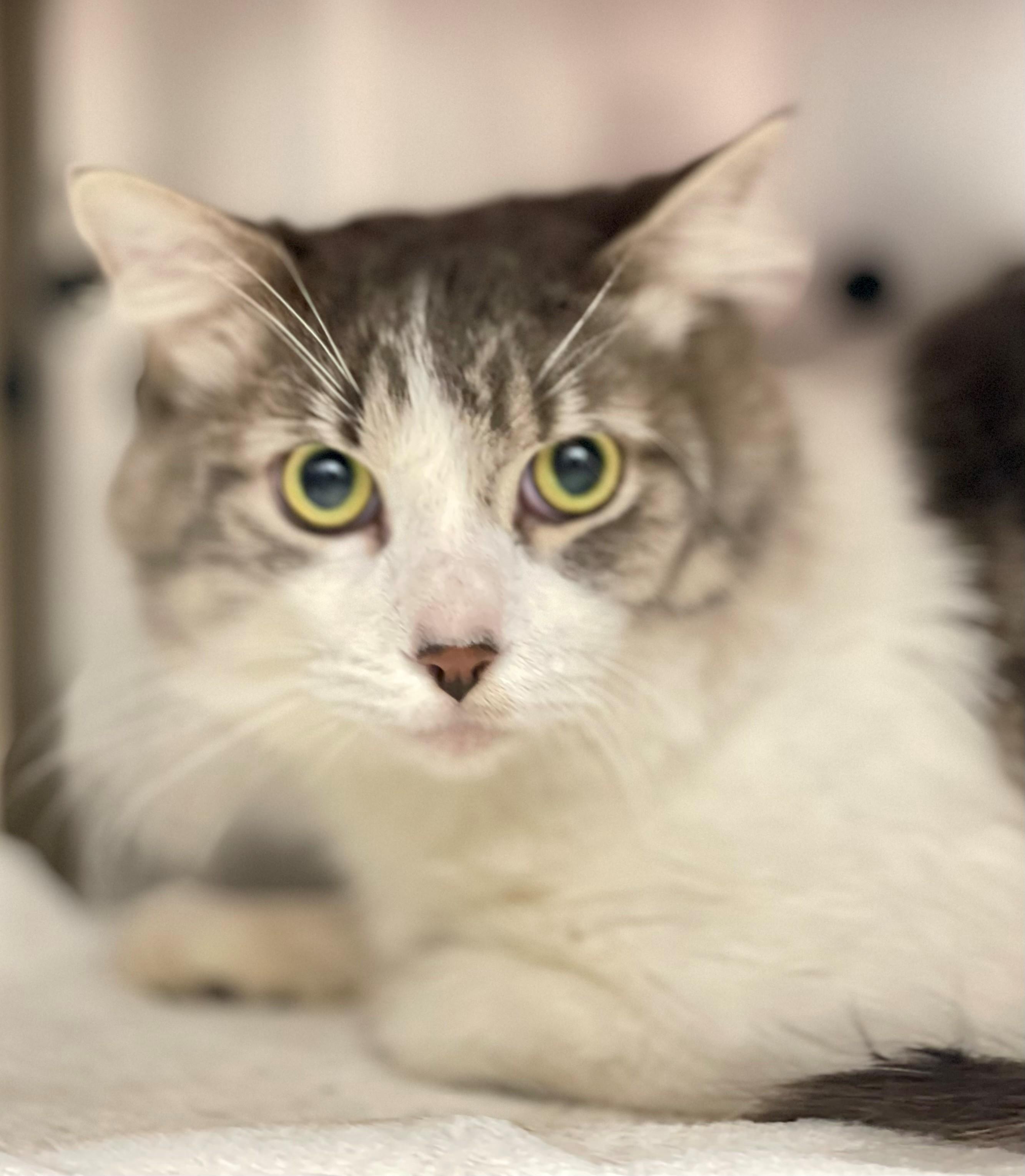 Ronan, an adoptable Domestic Medium Hair in Hamilton, ON image 2/2