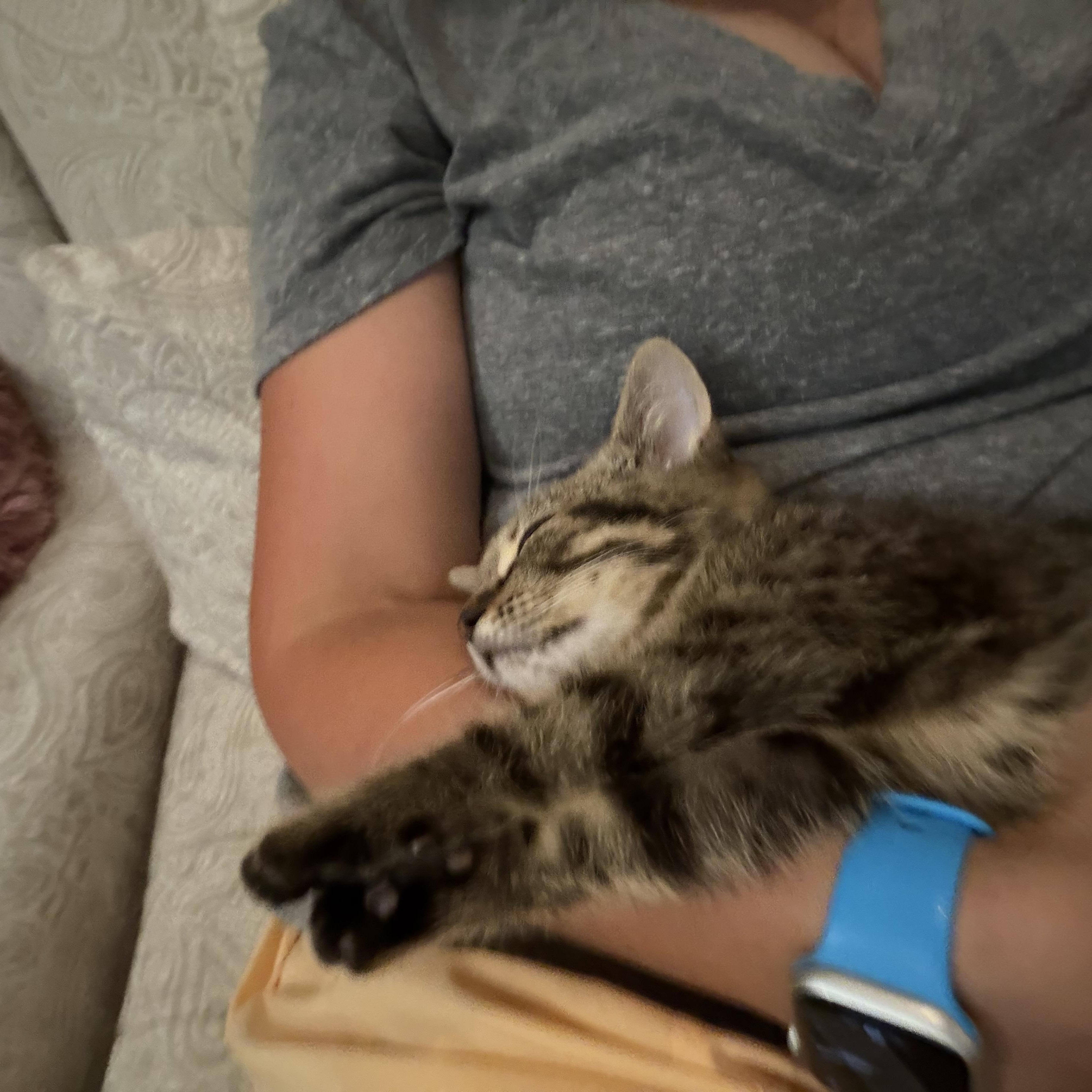 Benny, an adopted Domestic Short Hair in Canton, MA image 2/5