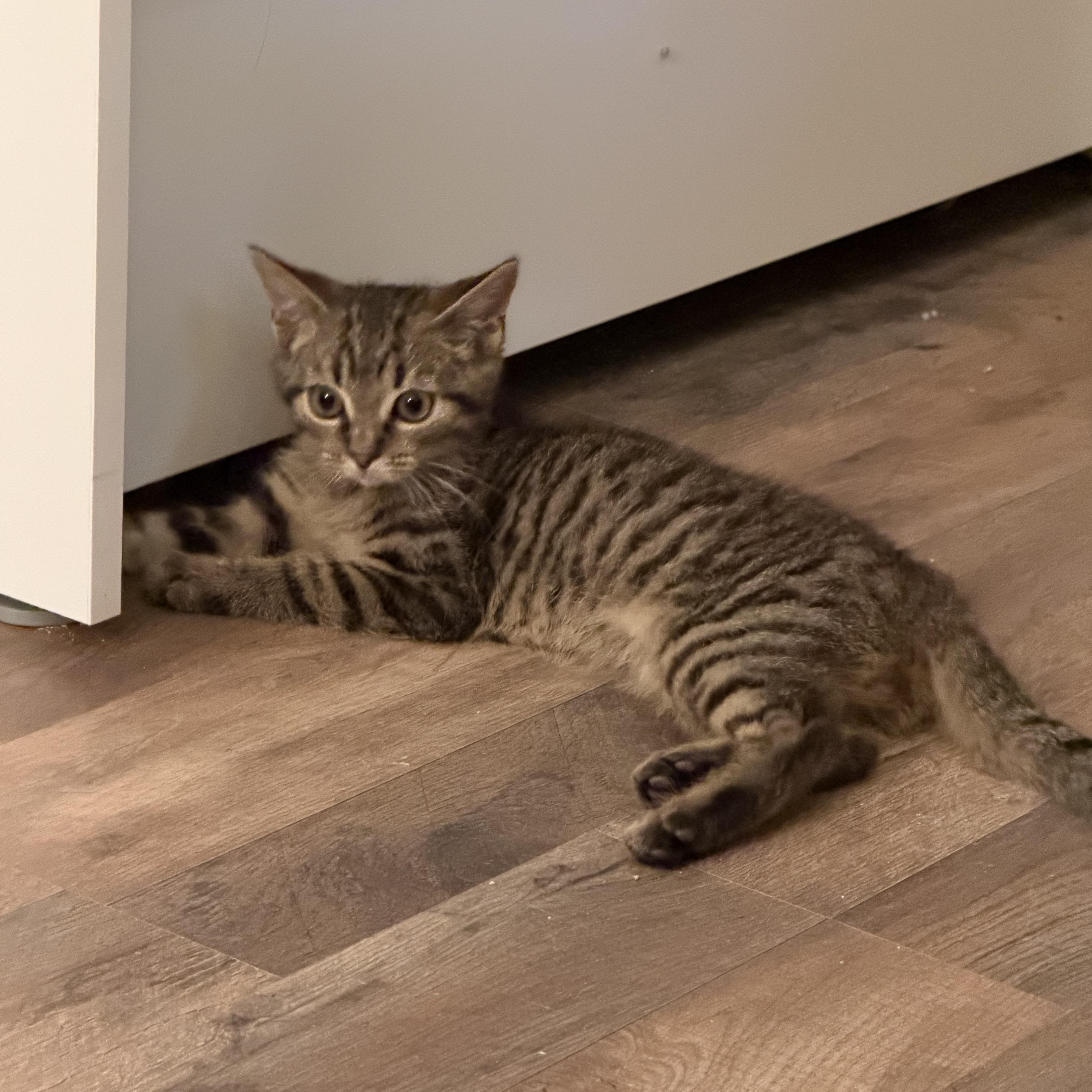 Benny, adopted, Kitten Male Domestic Short Hair.
