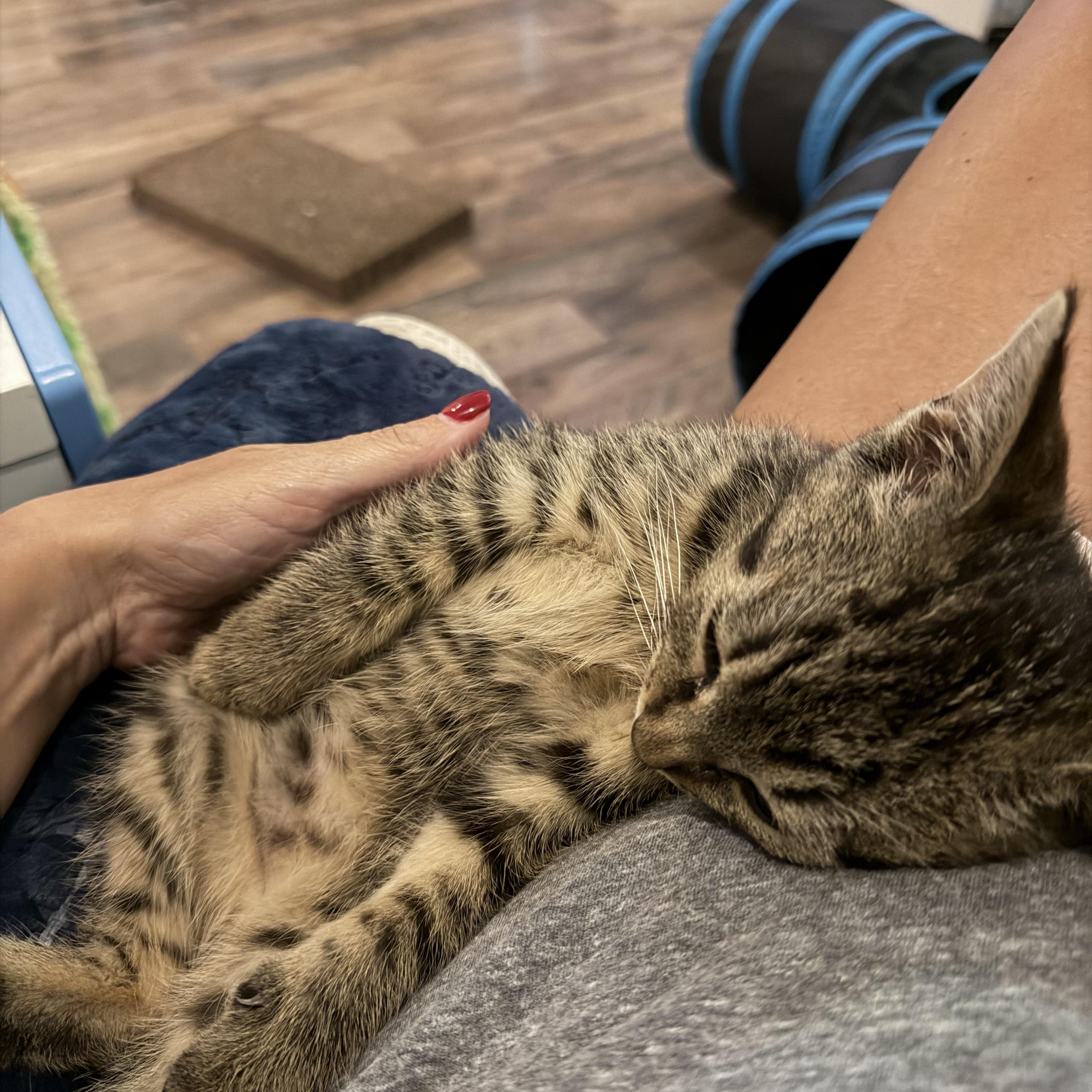 Benny, an adopted Domestic Short Hair in Canton, MA image 5/5
