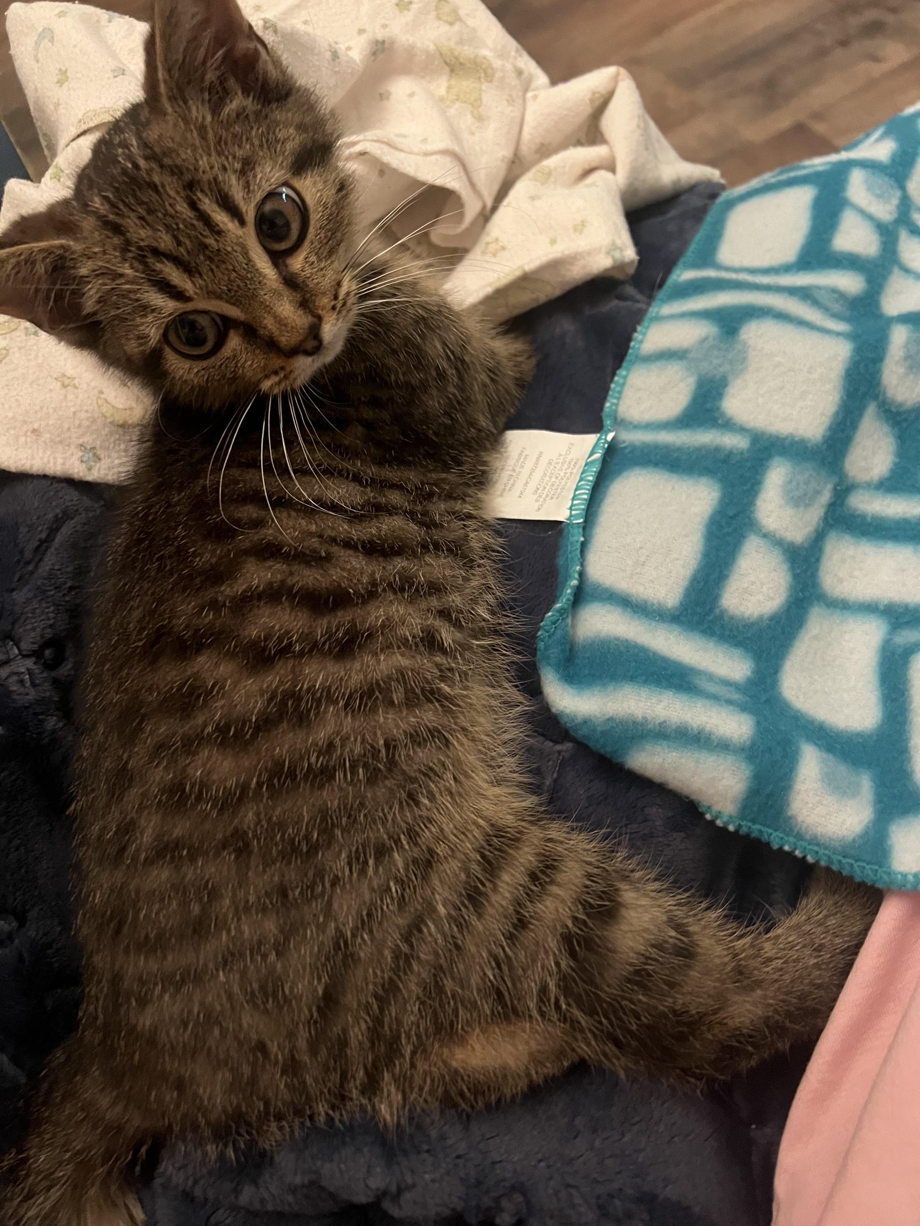 Benny, an adopted Domestic Short Hair in Canton, MA image 3/5