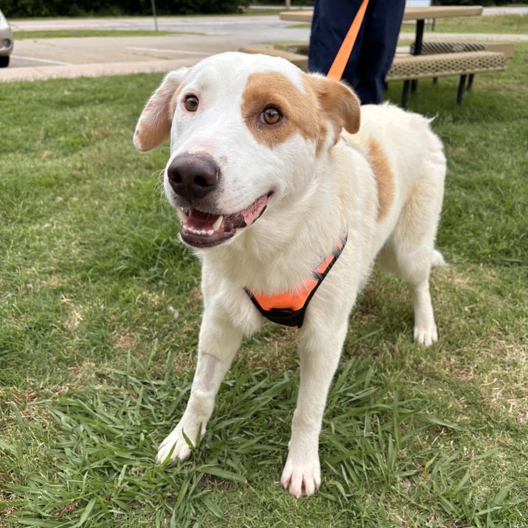 Enlarge Simon, a ADOPTABLE mixed breed in Stillwater, OK image 1/1