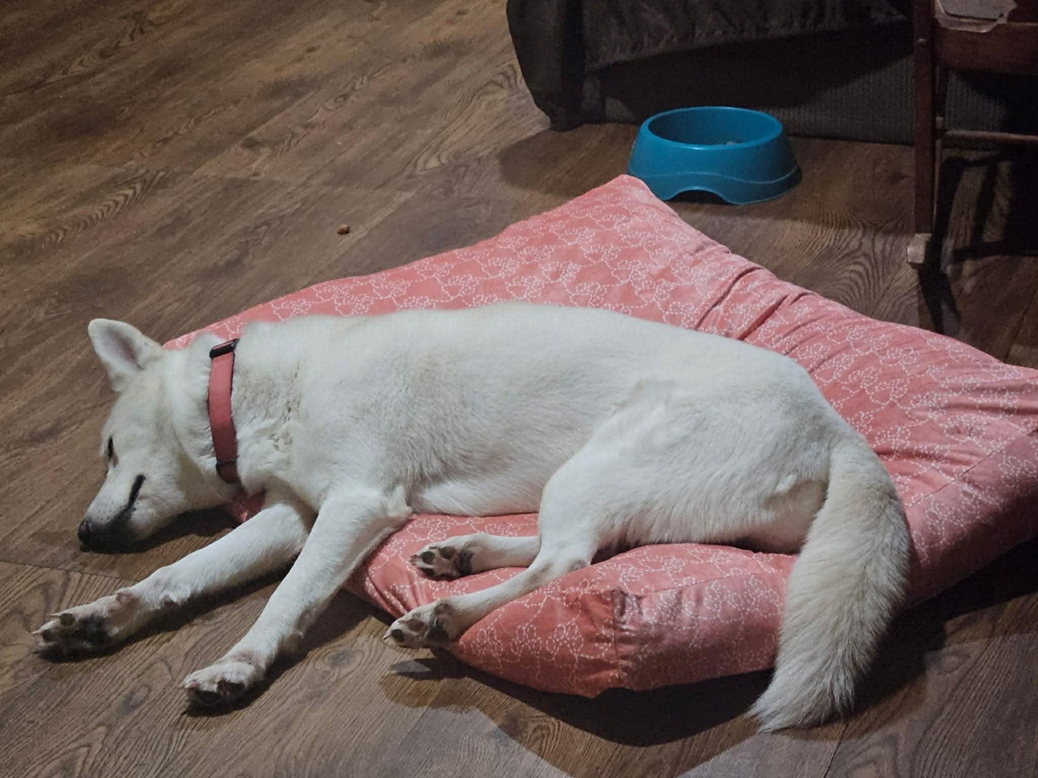 Enlarge Delilah the sweet and sassy special needs shepsky, a Adoptable mixed breed in Lancaster, CA image 3/6