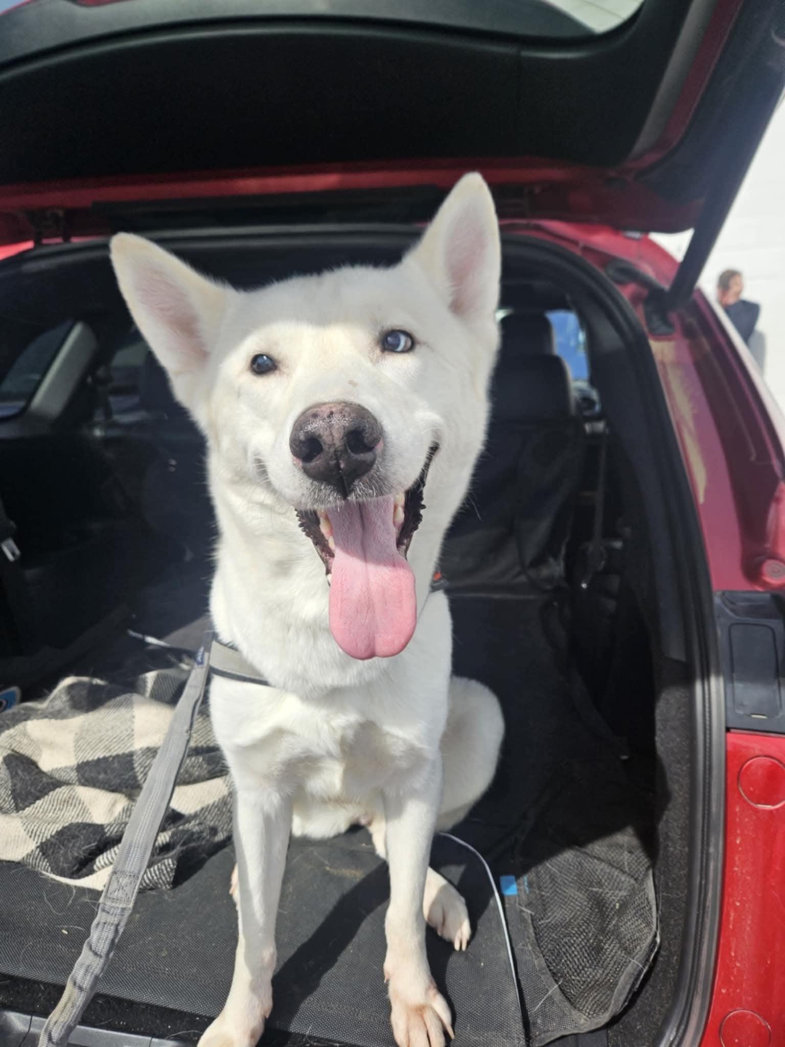 Enlarge Delilah the sweet and sassy special needs shepsky, a Adoptable mixed breed in Lancaster, CA image 1/6