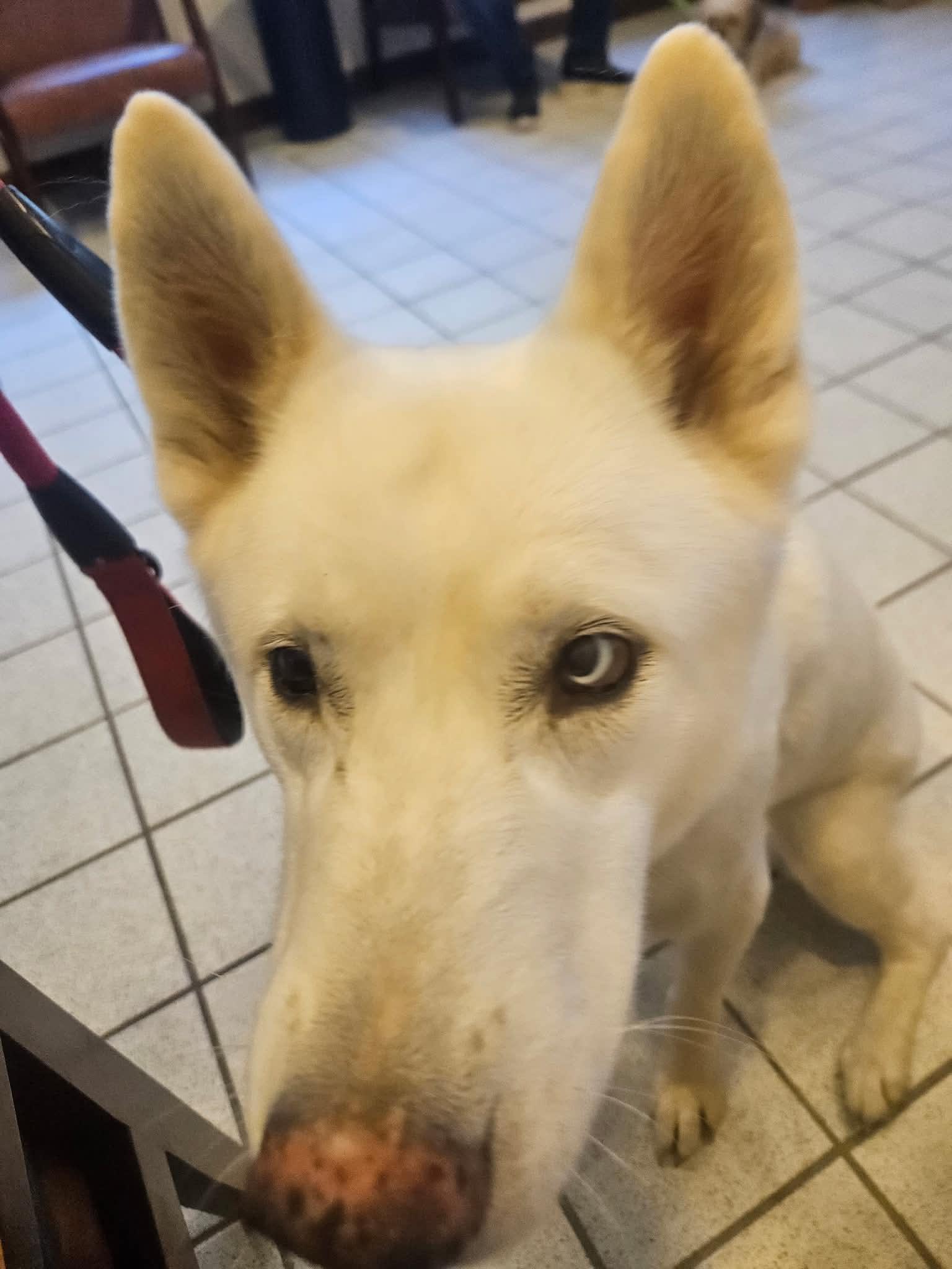 Enlarge Delilah the sweet and sassy special needs shepsky, a Adoptable mixed breed in Lancaster, CA image 4/6