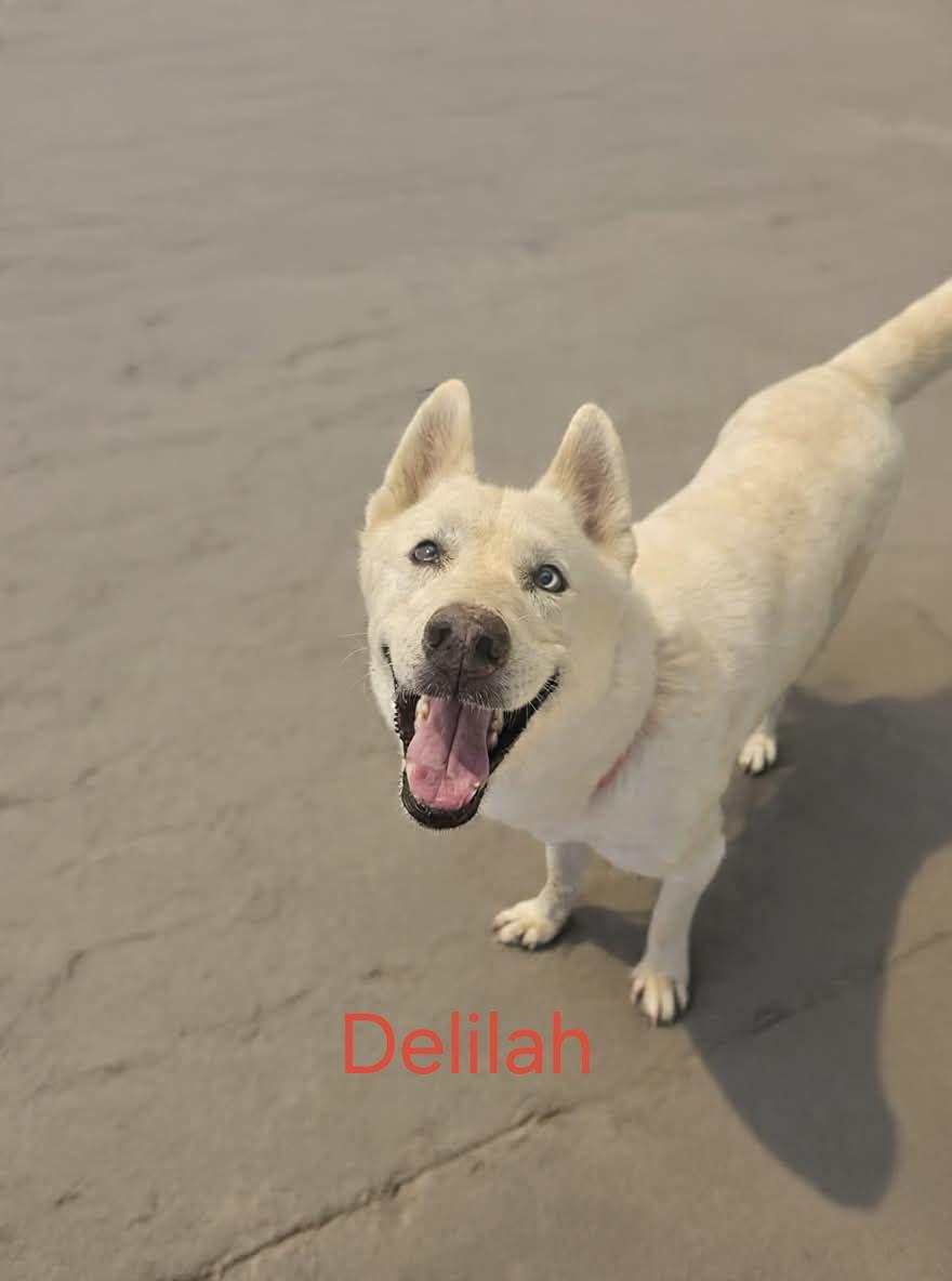 Enlarge Delilah the sweet and sassy special needs shepsky, a Adoptable mixed breed in Lancaster, CA image 2/6