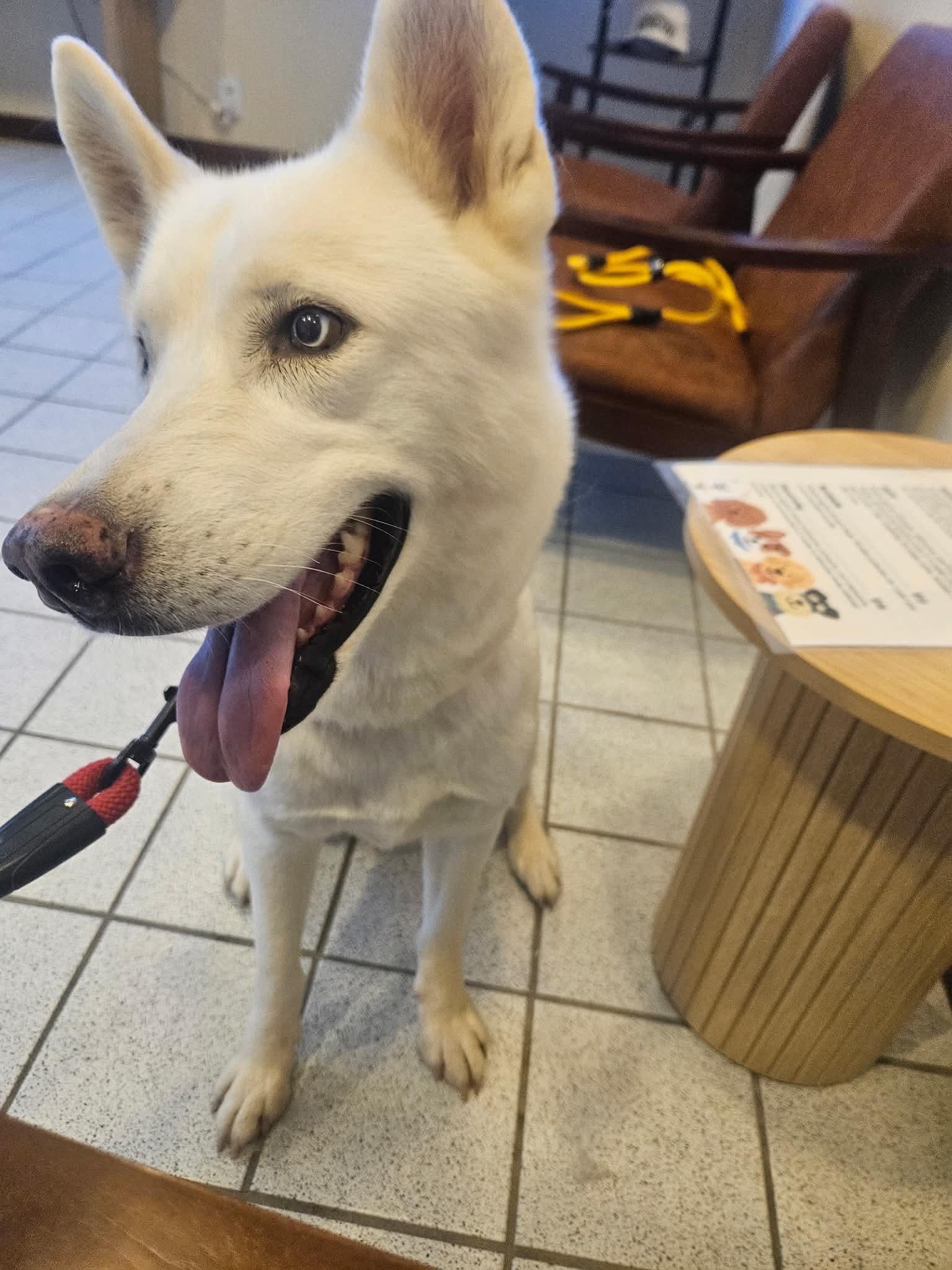 Enlarge Delilah the sweet and sassy special needs shepsky, a Adoptable mixed breed in Lancaster, CA image 6/6