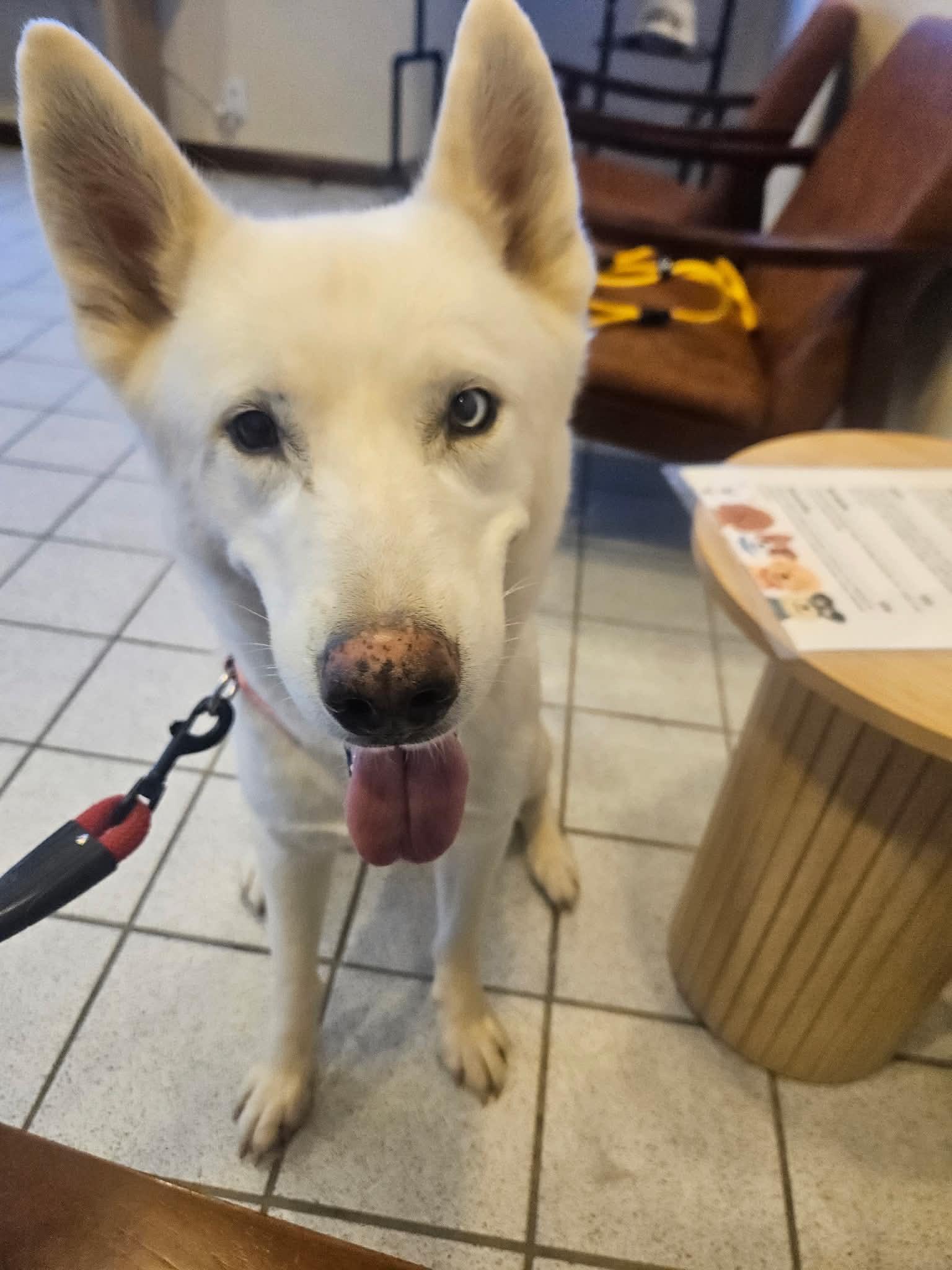 Enlarge Delilah the sweet and sassy special needs shepsky, a Adoptable mixed breed in Lancaster, CA image 5/6