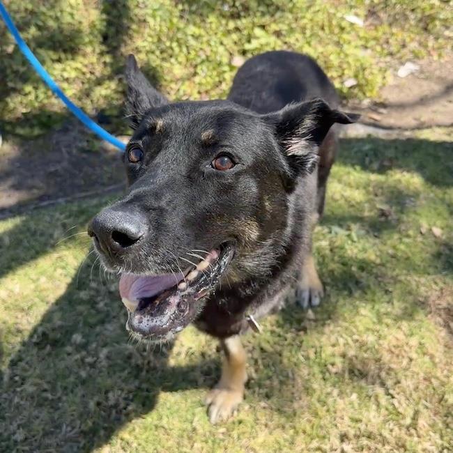 Enlarge Santiago, a Adoptable Shepherd in San Diego, CA image 1/3