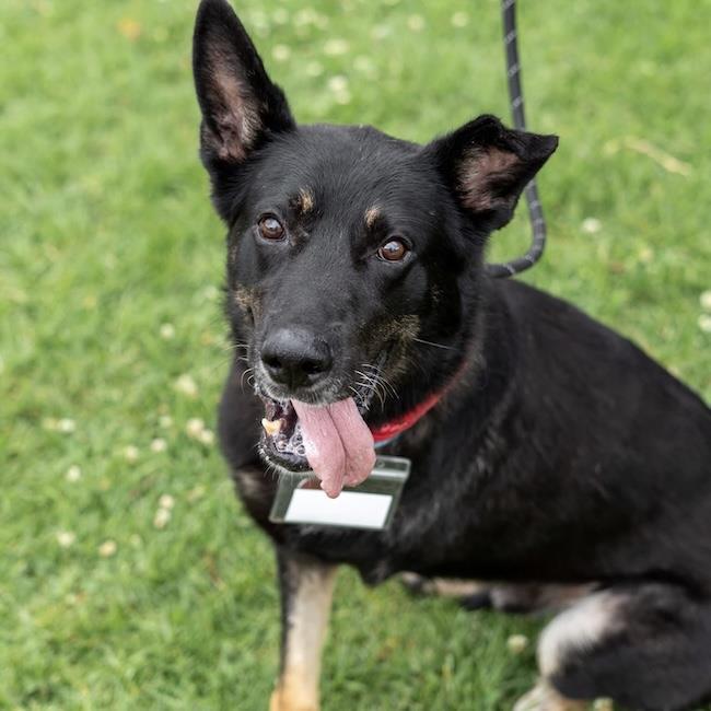 Santiago, a Adoptable Shepherd in San Diego, CA image 1/3