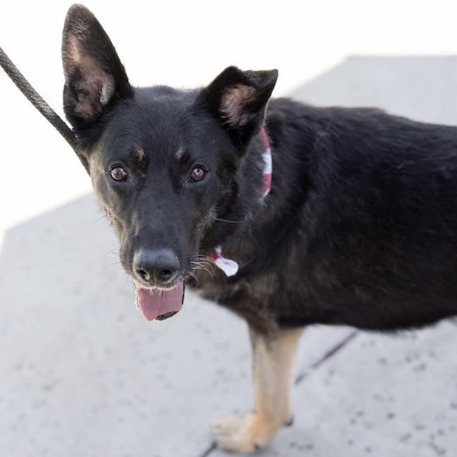 Santiago, Adoptable, Adult Male Shepherd.