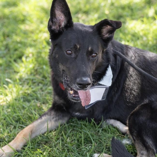 Enlarge Santiago, a Adoptable Shepherd in San Diego, CA image 2/3