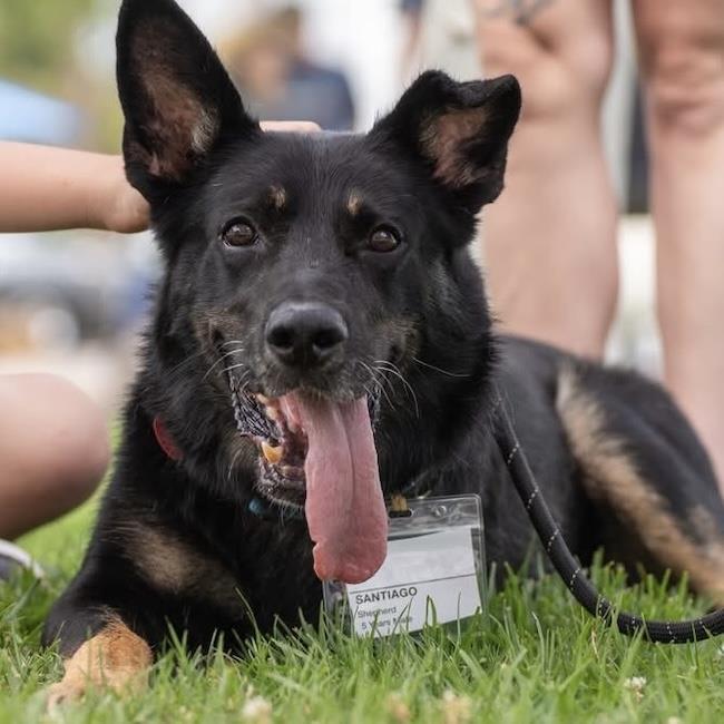 Enlarge Santiago, a Adoptable Shepherd in San Diego, CA image 2/3