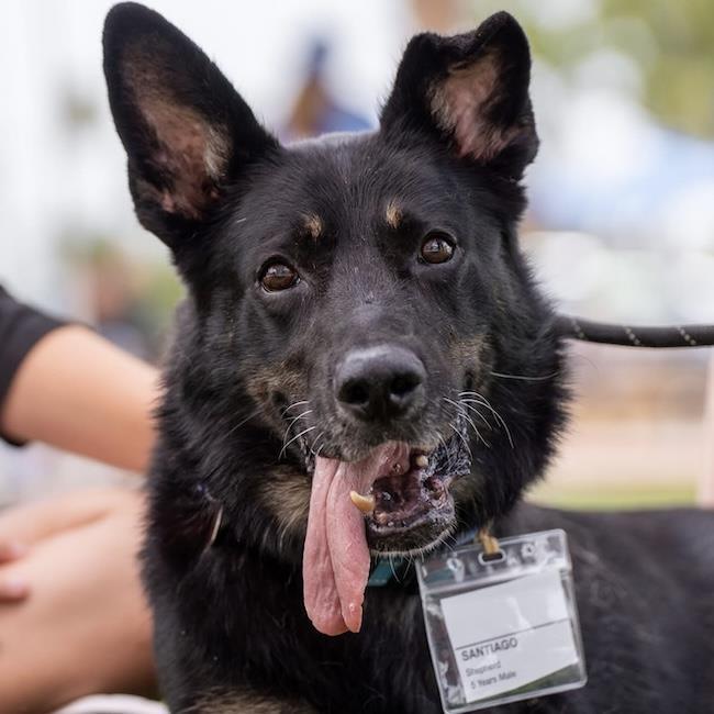Santiago, a Adoptable Shepherd in San Diego, CA image 3/3