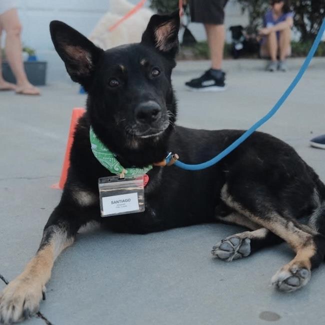 Enlarge Santiago, a Adoptable Shepherd in San Diego, CA image 3/3