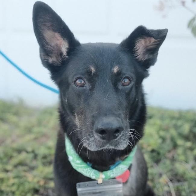 Enlarge Santiago, a Adoptable Shepherd in San Diego, CA image 3/3