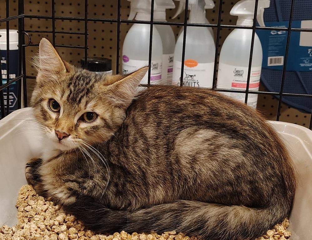 Madison, Adoptable, Young Male Calico & Domestic Medium Hair.