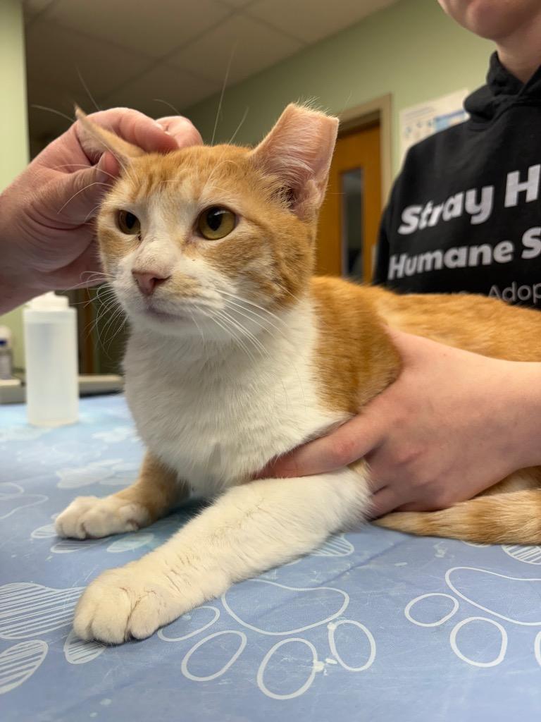 Cecilia, Adoptable, Young Female Domestic Short Hair.