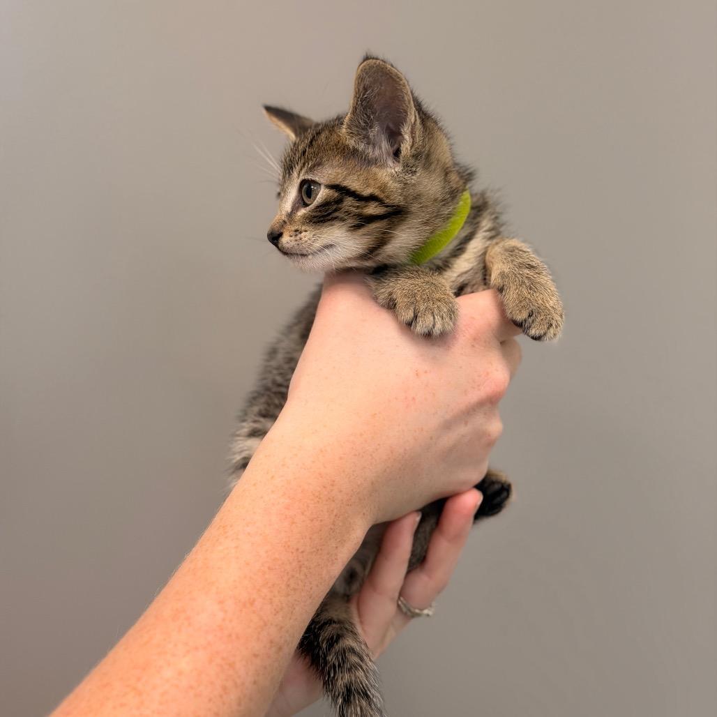 Sweet Thing Kitten 1 (Green collar), Adoptable, Kitten Male Domestic Short Hair.