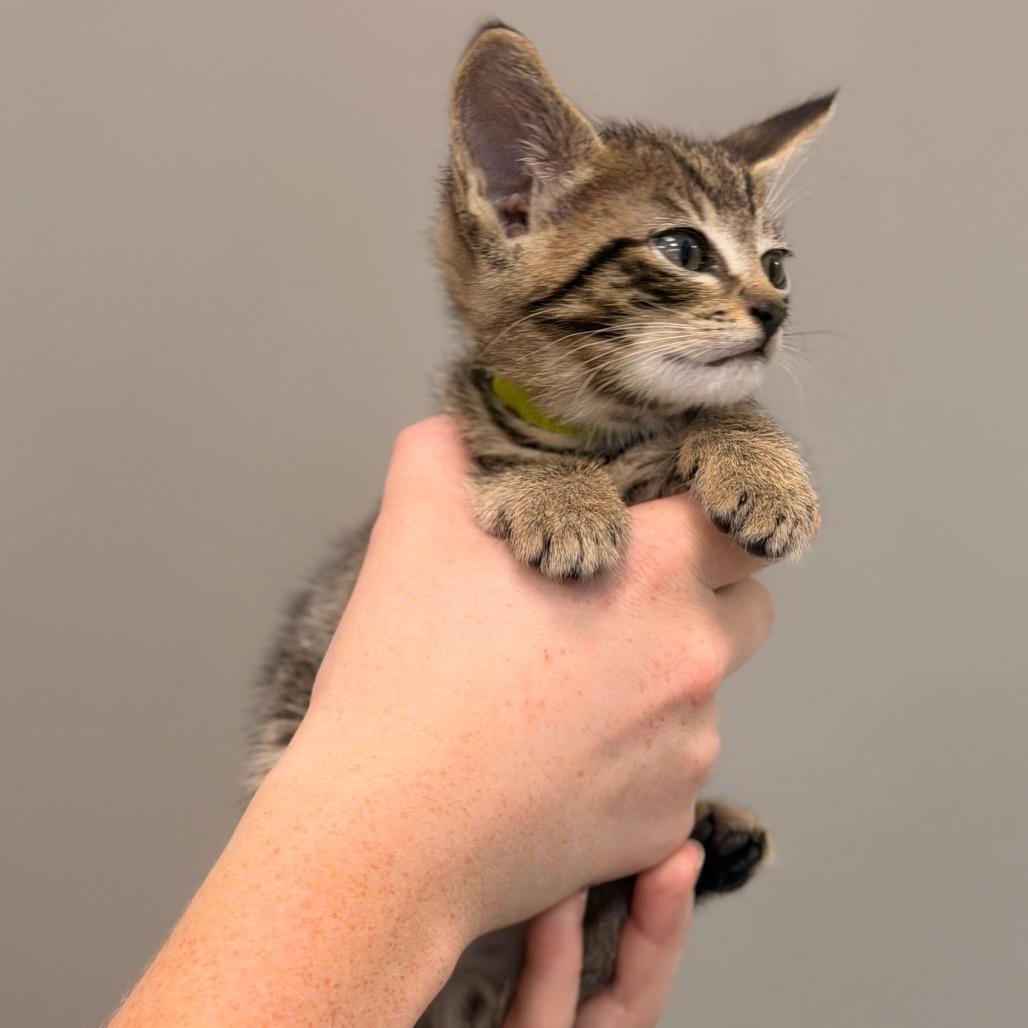 Enlarge Sweet Thing Kitten 1 (Green collar), a Adoptable Domestic Short Hair in Sand Springs, OK image 2/3