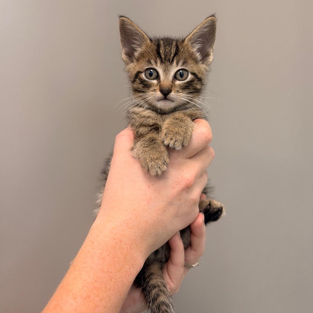 Enlarge Sweet Thing Kitten 1 (Green collar), a Adoptable Domestic Short Hair in Sand Springs, OK image 3/3