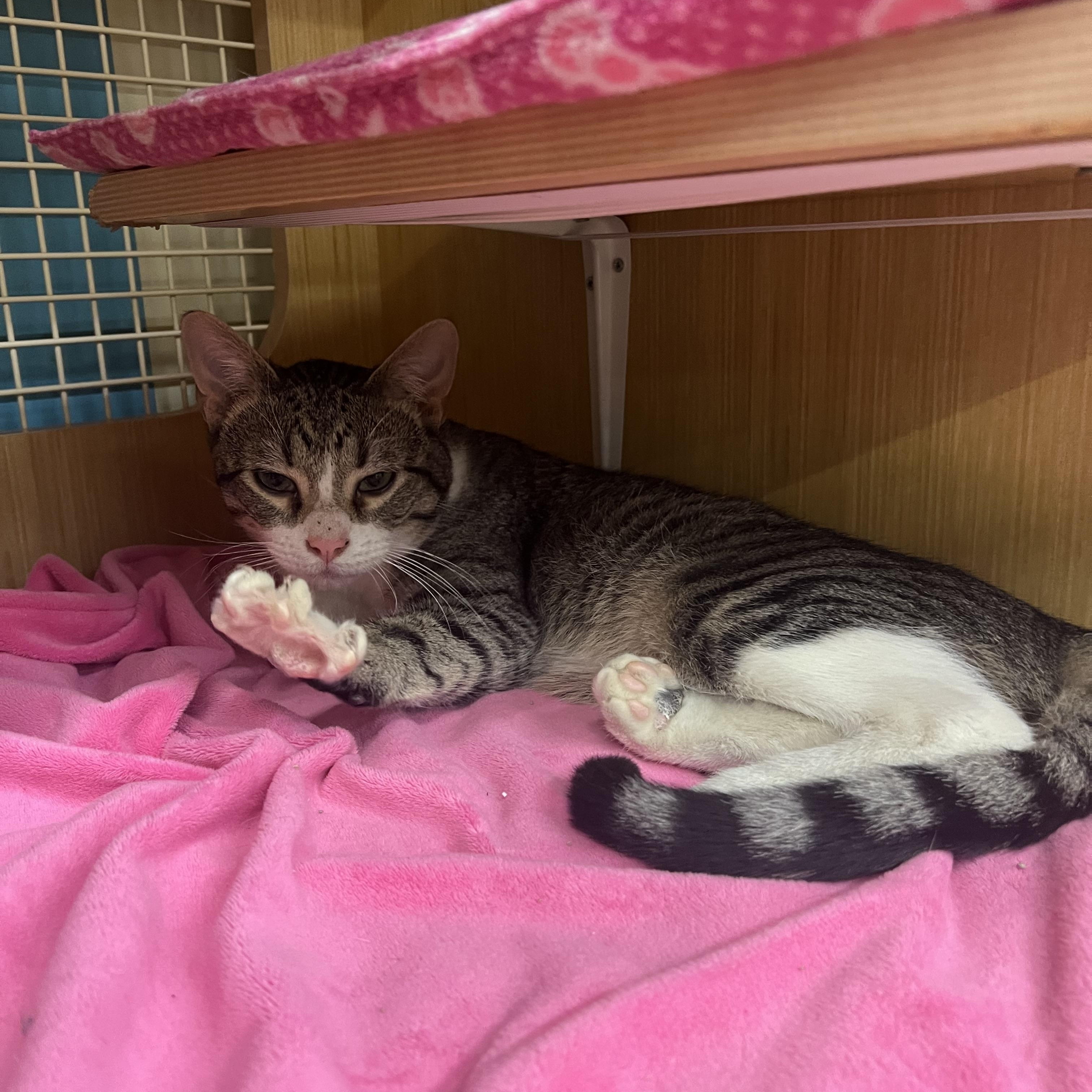 Enlarge Apollo, an adopted Domestic Short Hair in Manhattan, KS image 2/2